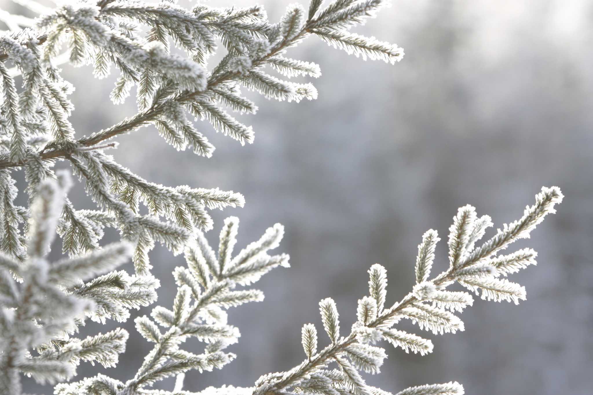 How to Cut Down a Blue Spruce