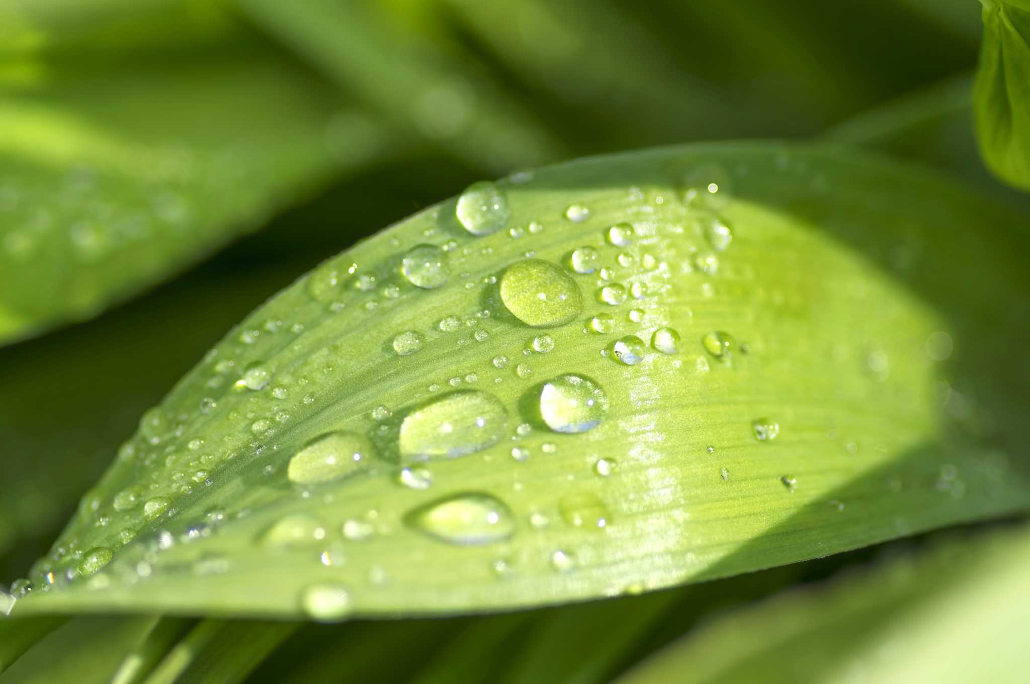 is-it-best-to-cut-grass-before-or-after-rain