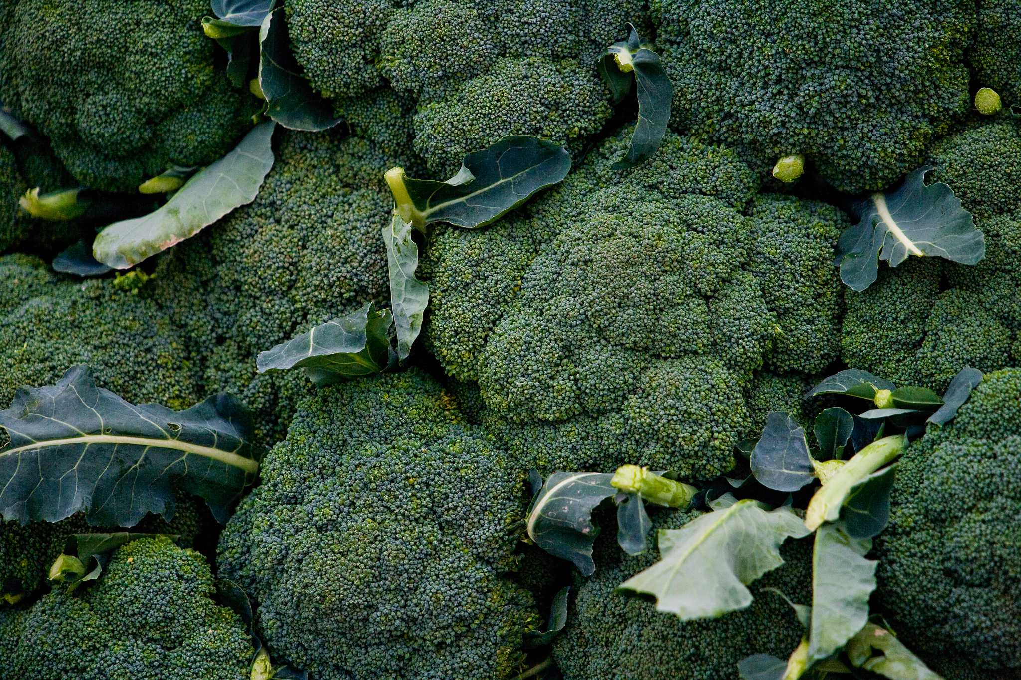 Broccoli Flower Cluster