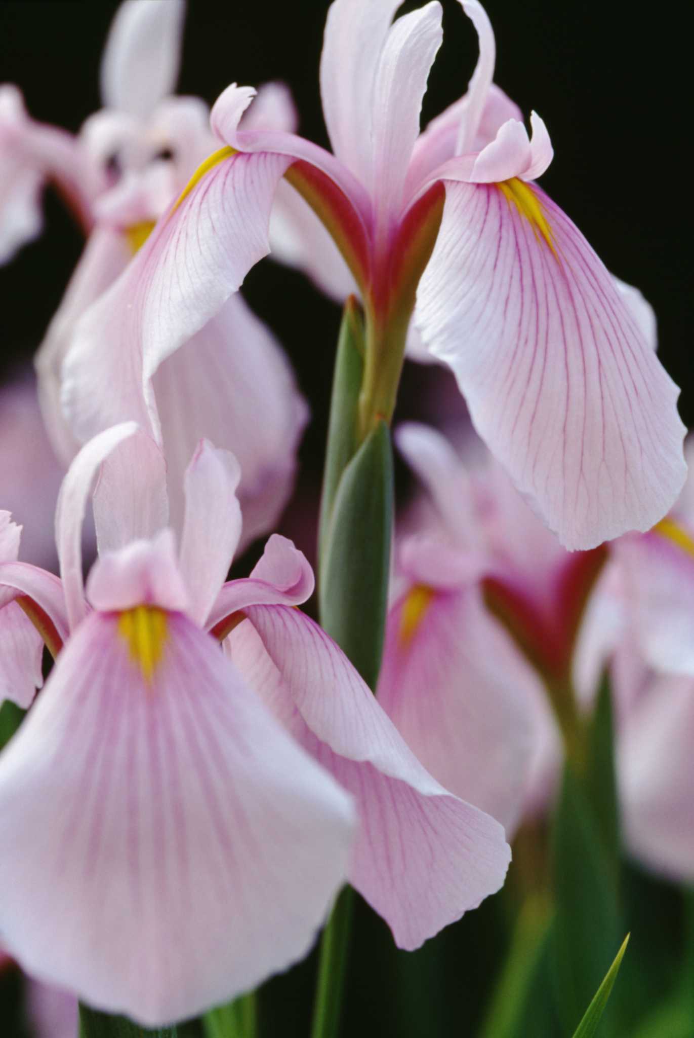 What Causes Brown Spots on Iris Plants?