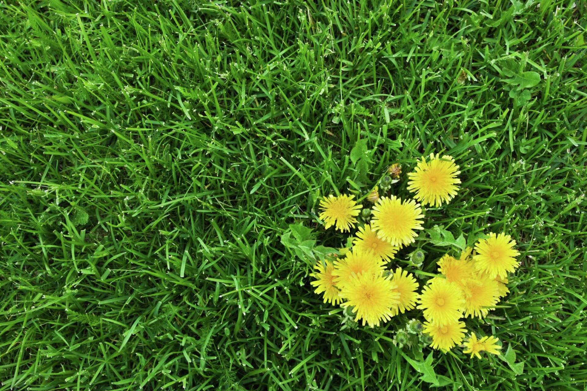 Should I Apply Weed and Feed Before or After Mowing?