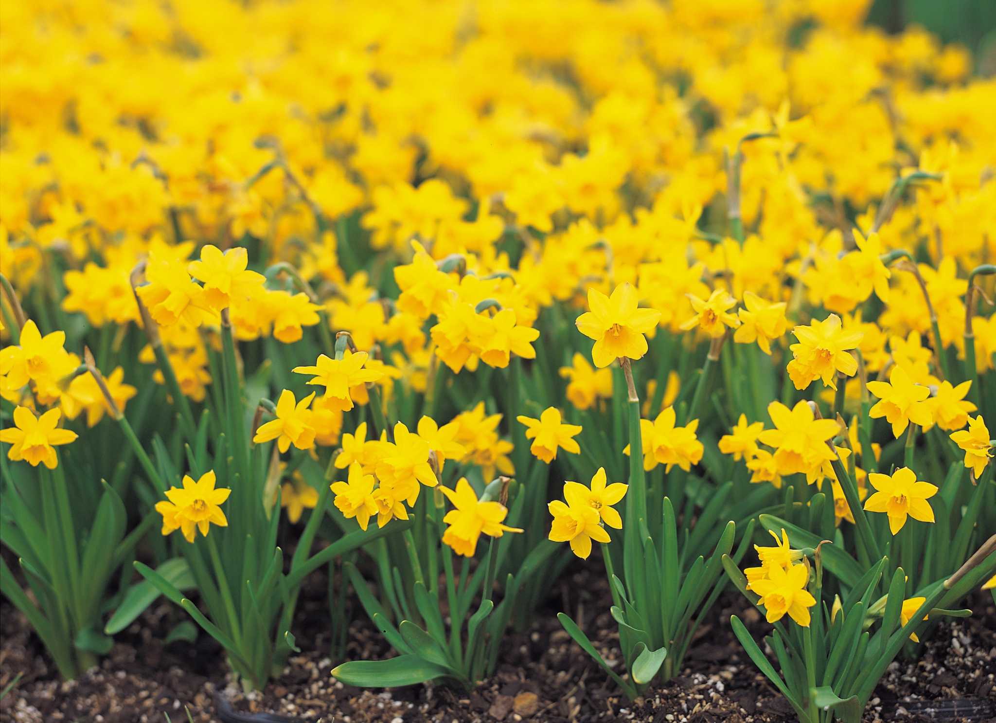 In Praise of Mini-Daffodils