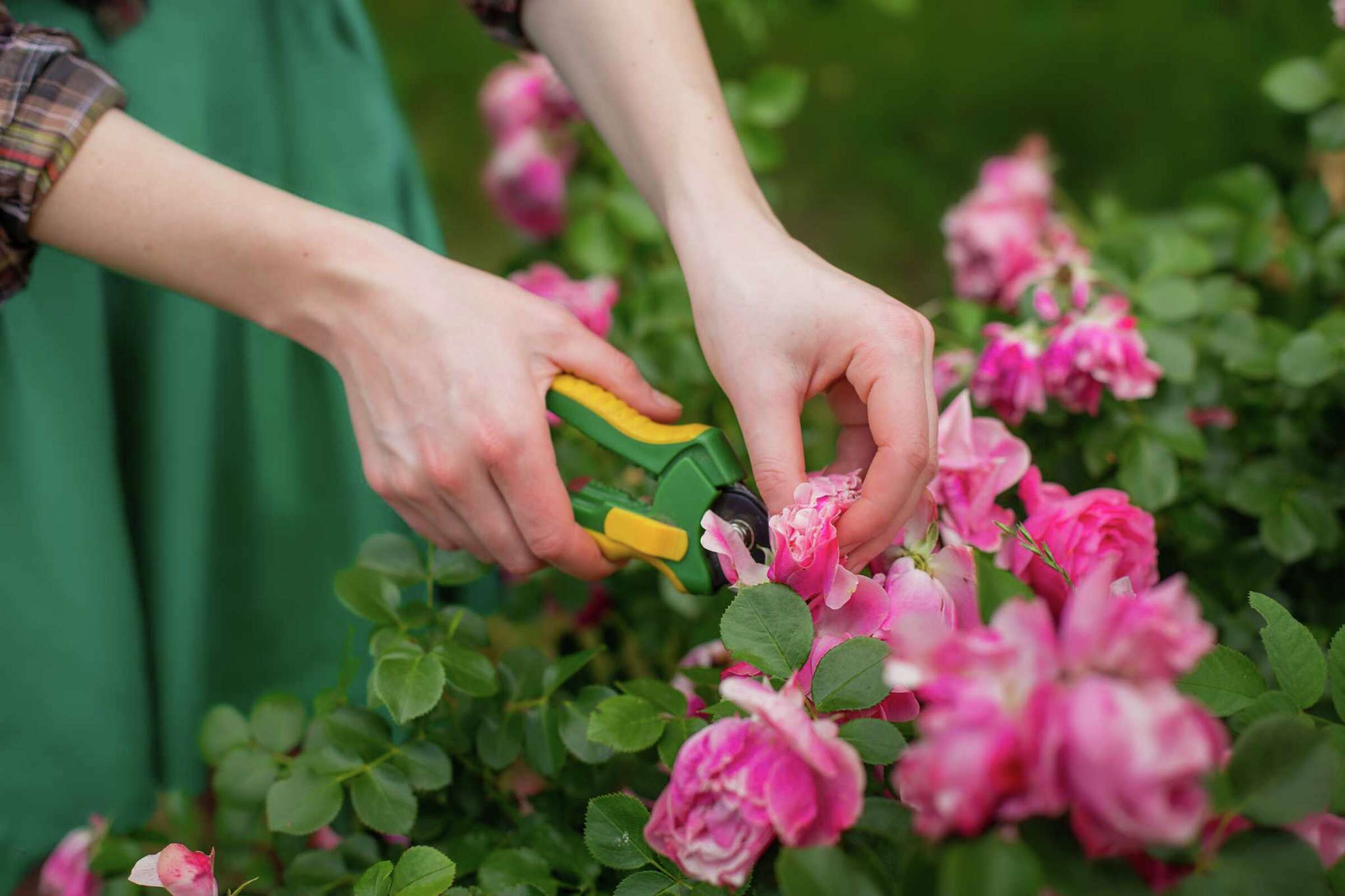 Do You Cut Off Dead Roses?