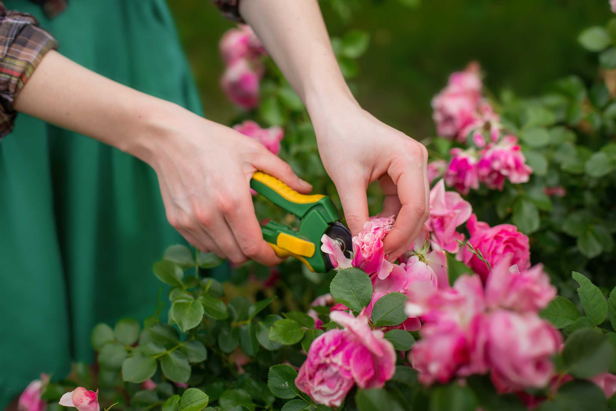 do-you-cut-off-dead-roses