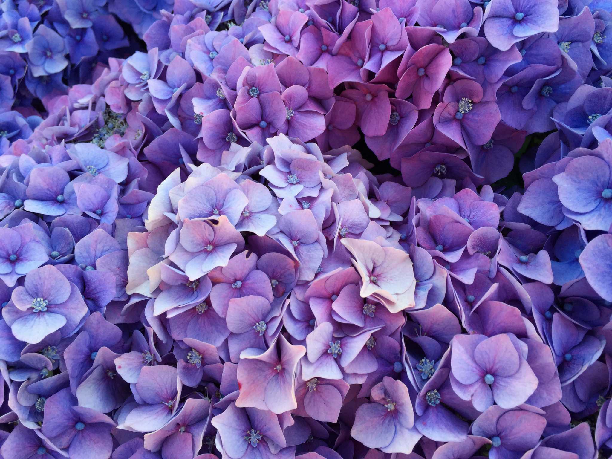 Diseases That Affect Hydrangea Leaves