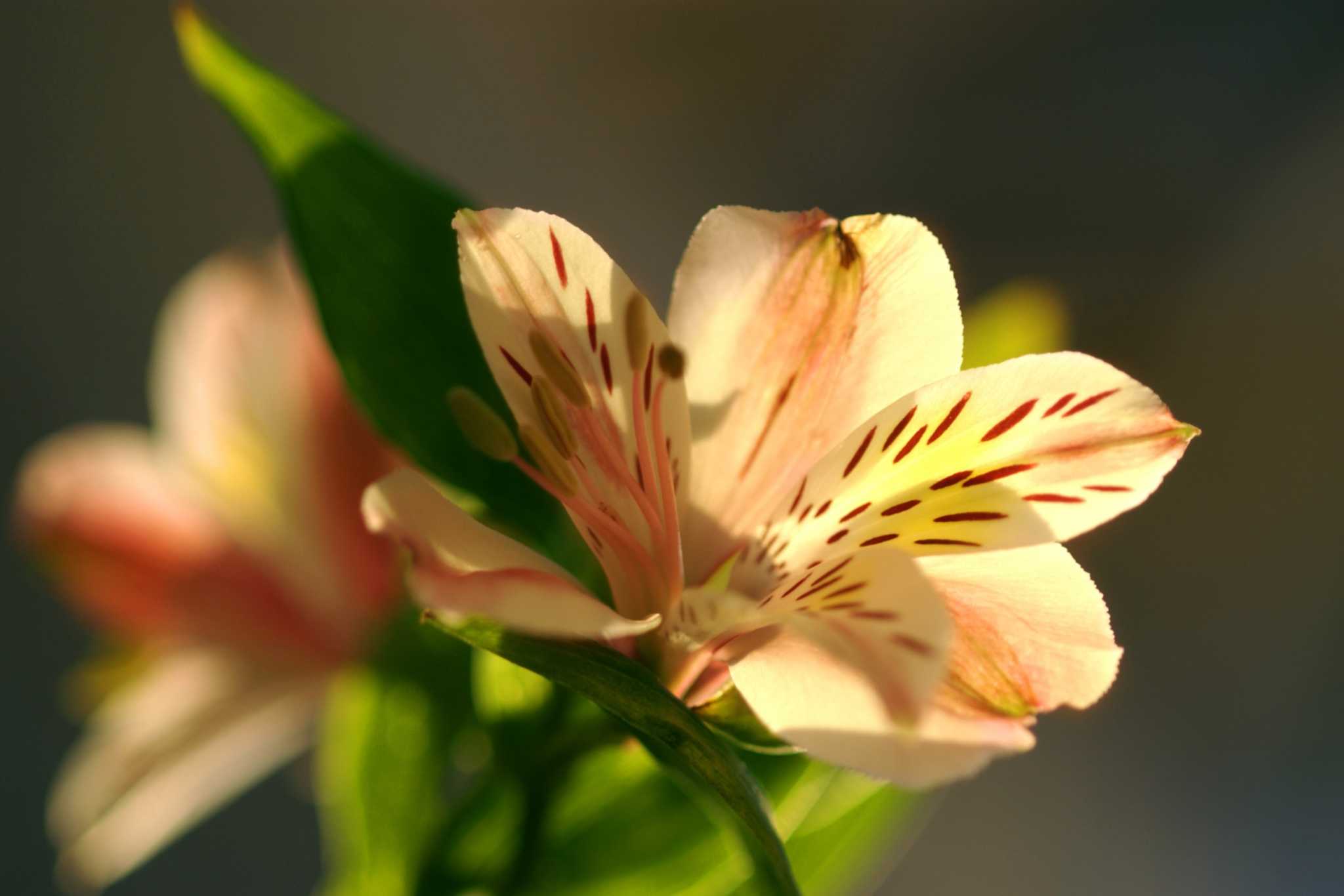 How to Care for Ornamental Lilies