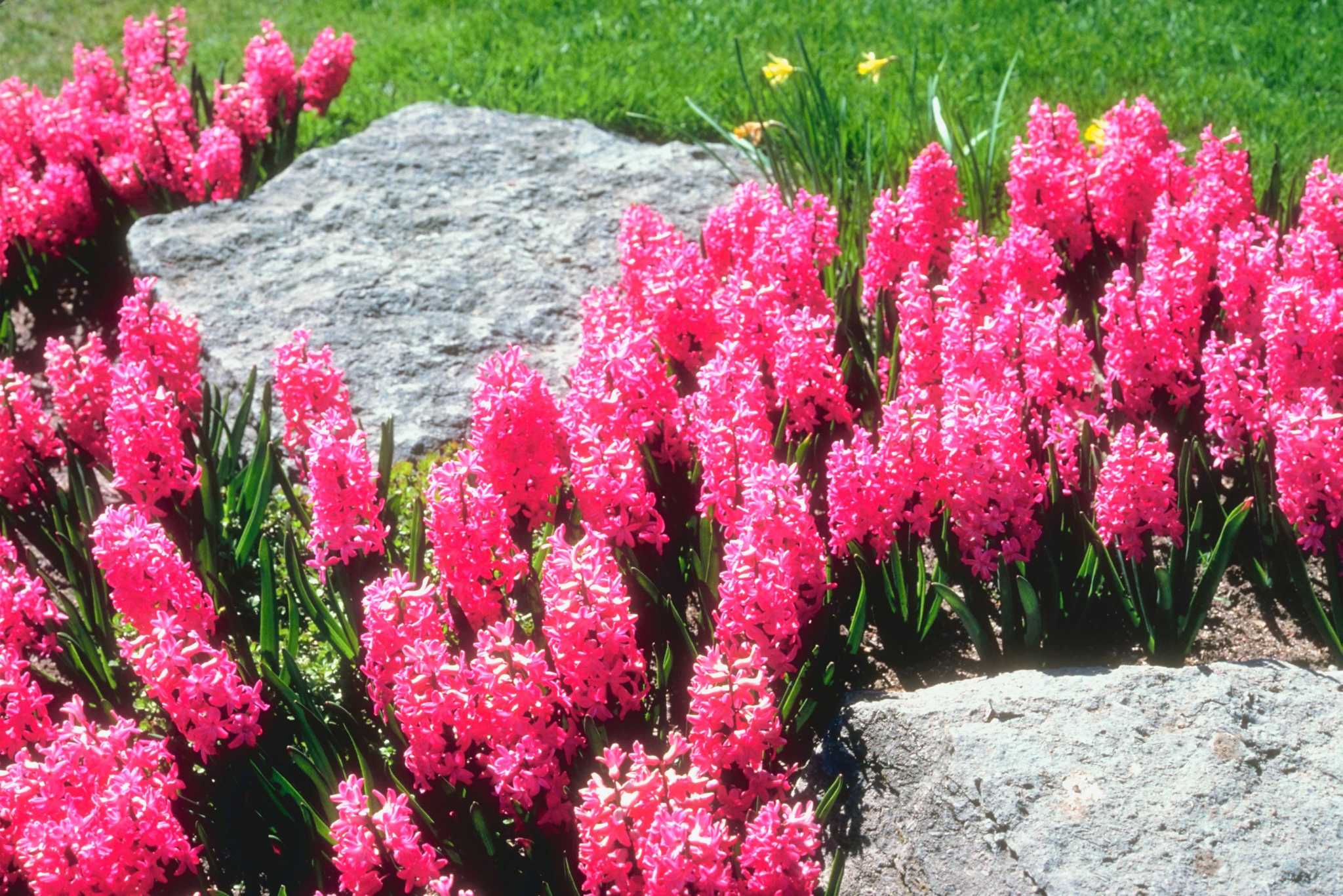 How to Carry Landscaping Rocks Safely