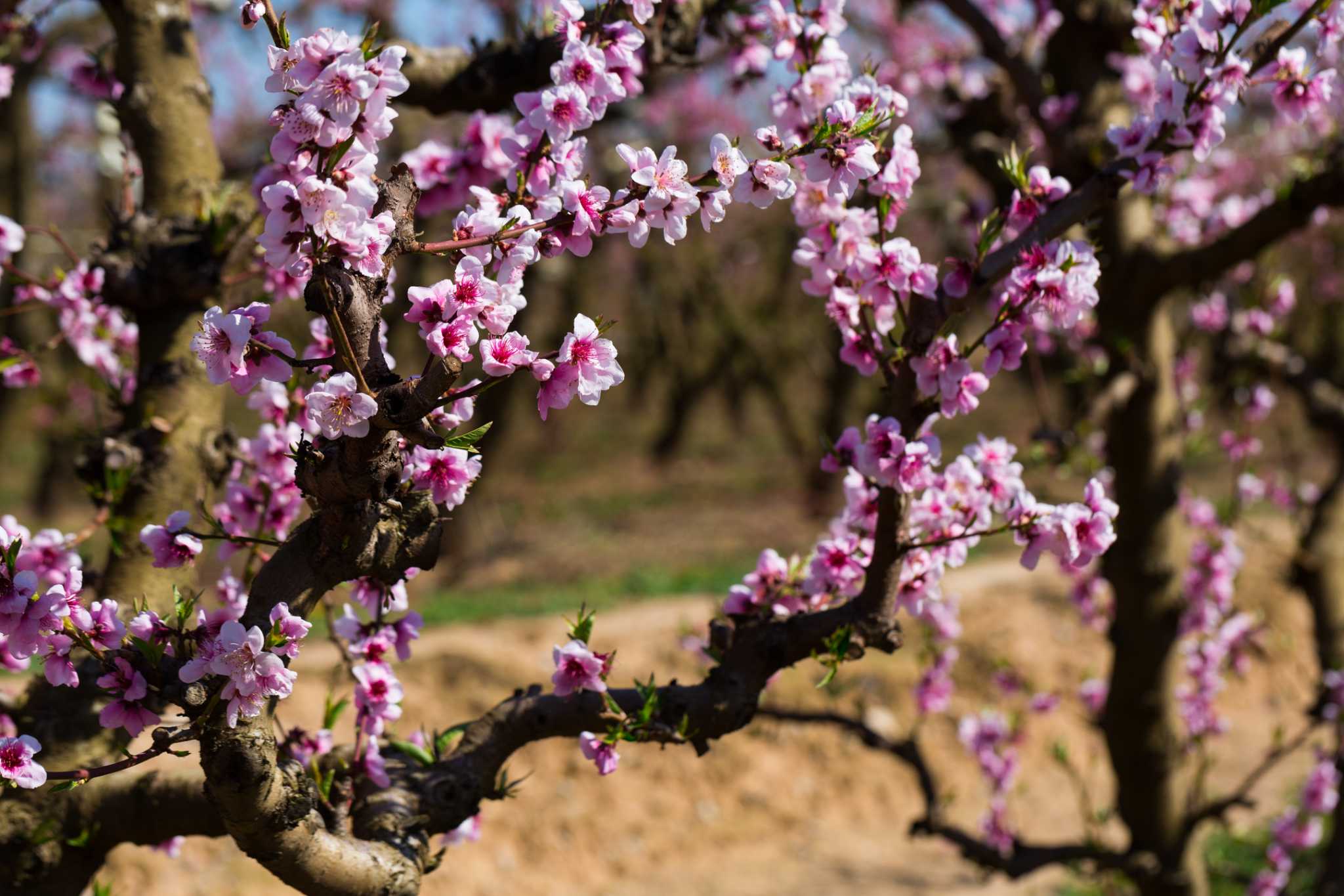 how-to-take-a-cutting-from-a-peach-tree