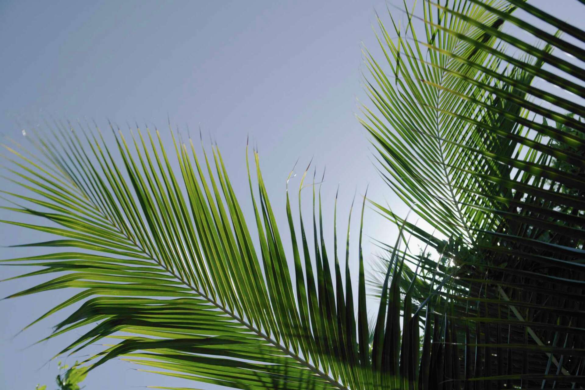 How to Trim Queen Palm Trees