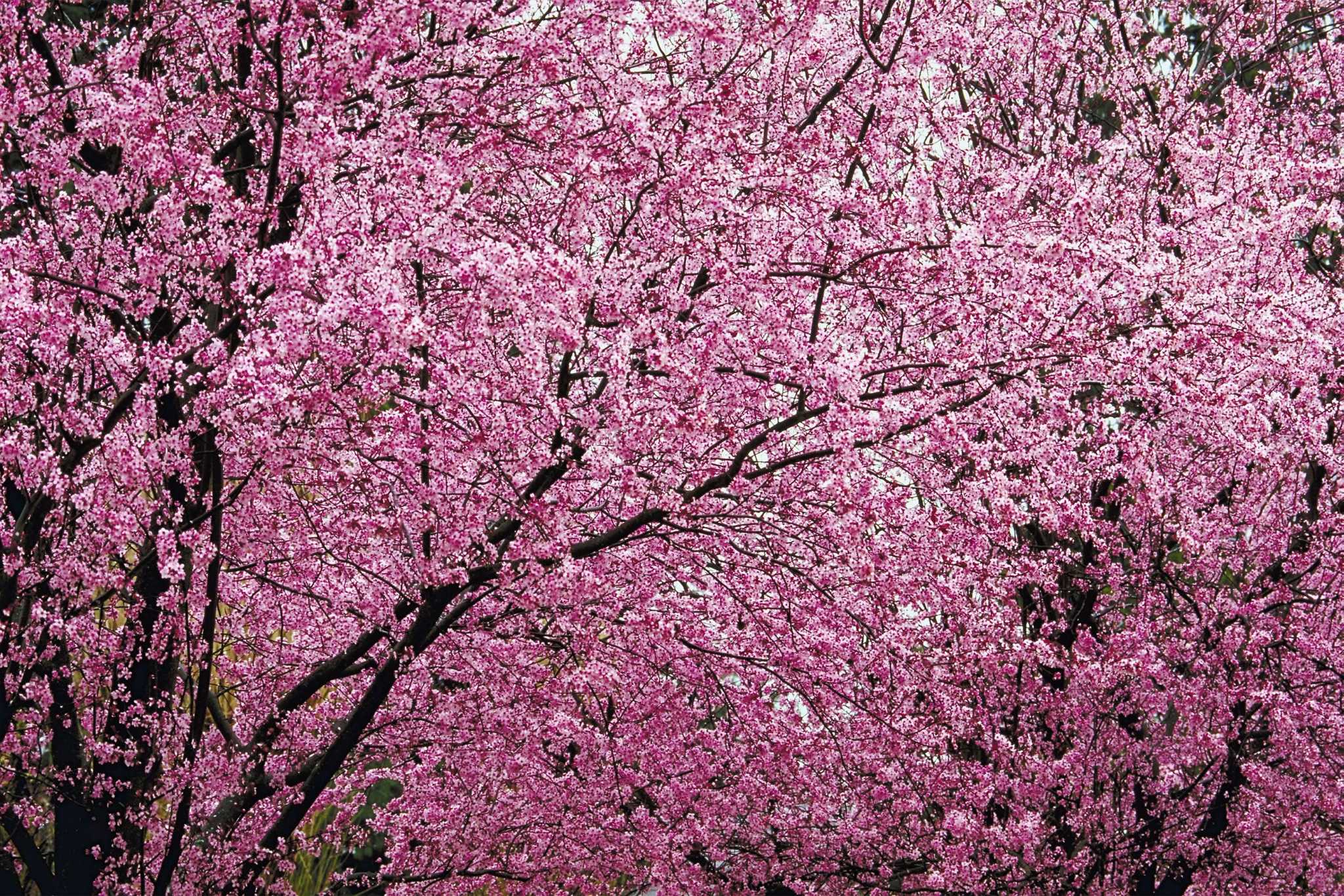 flowering plum tree thundercloud