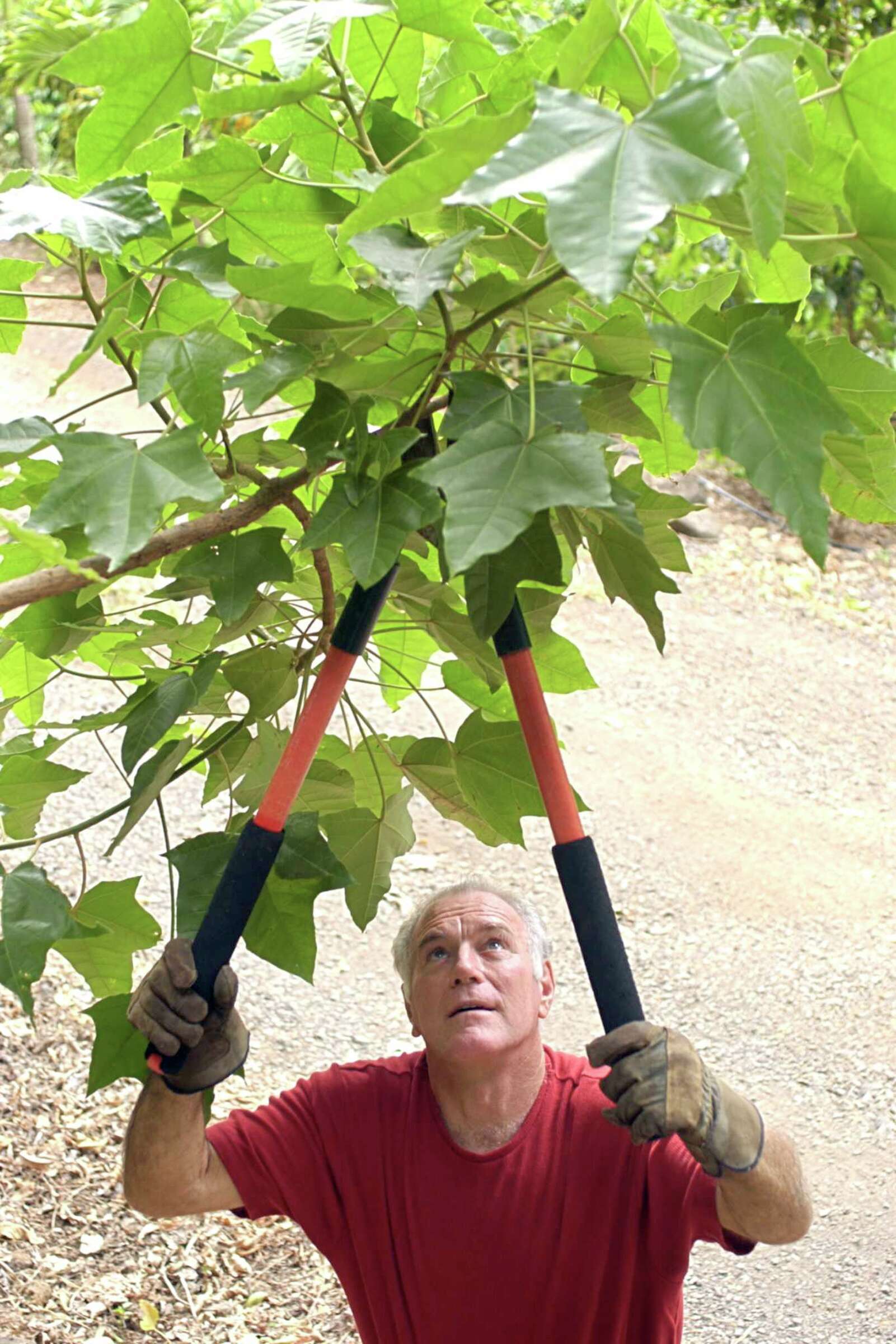 How to Keep Branches From Drooping Over