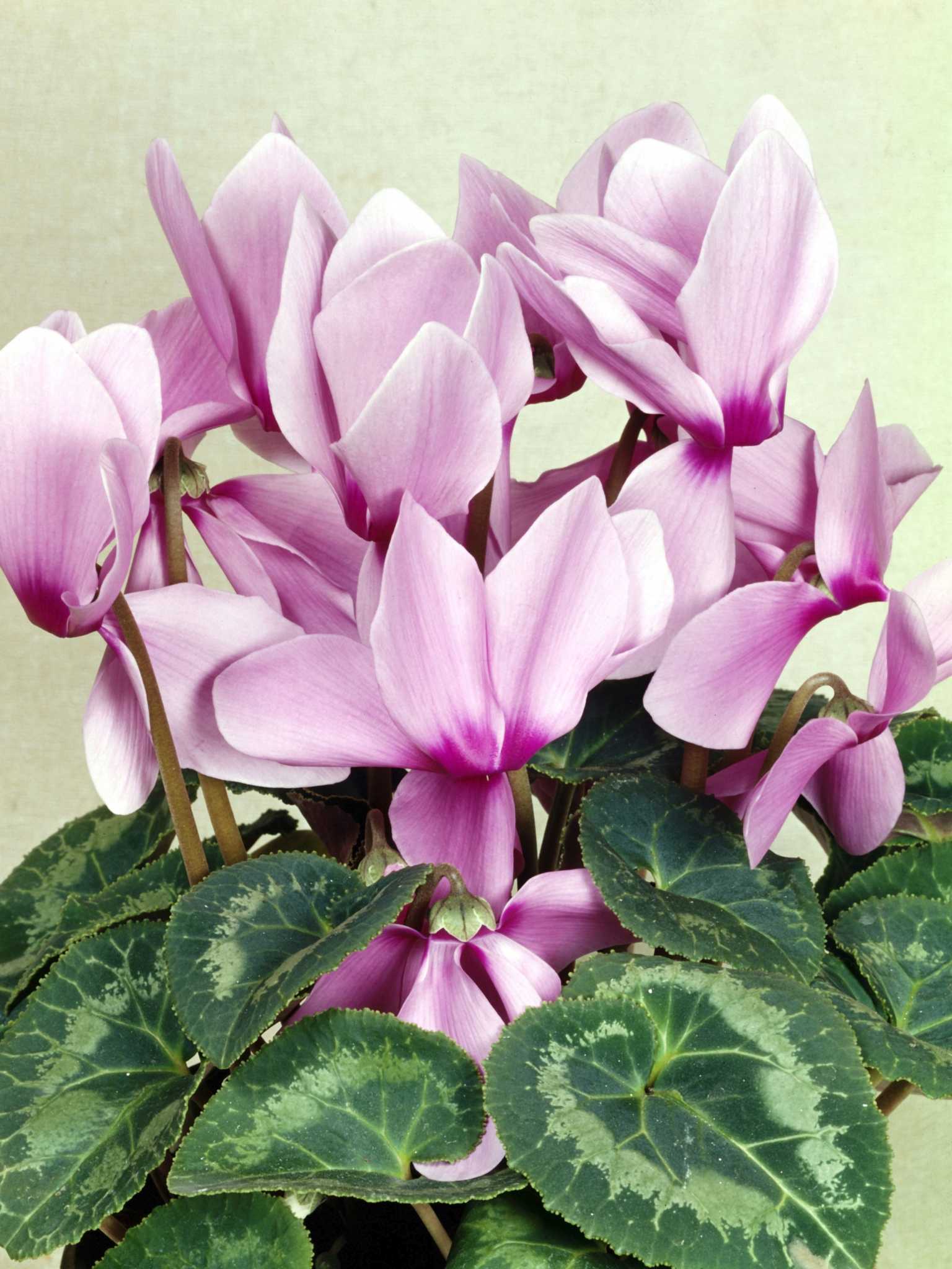 How to Care for a Cyclamen Flower