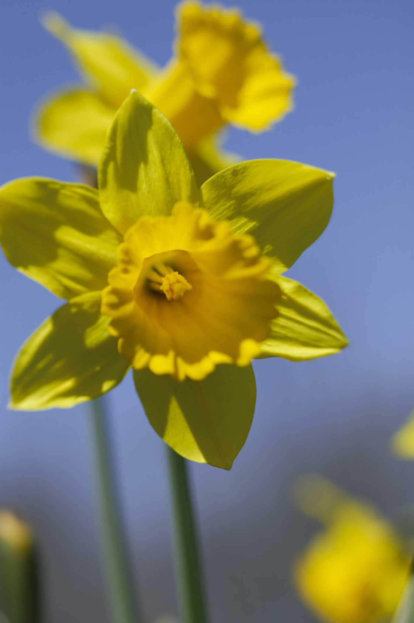 Riot Daffodil