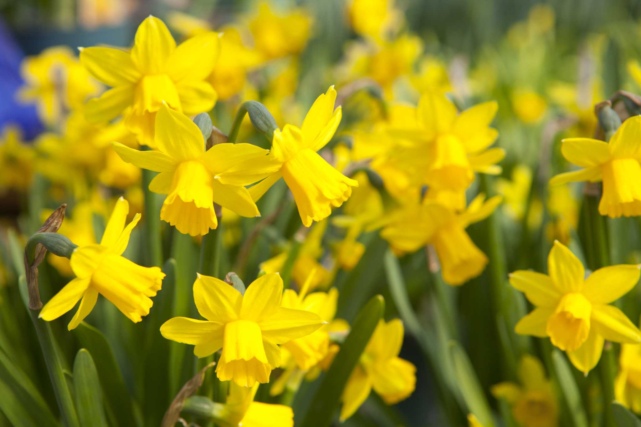 What to Do With Daffodils When the Flowers Have Died