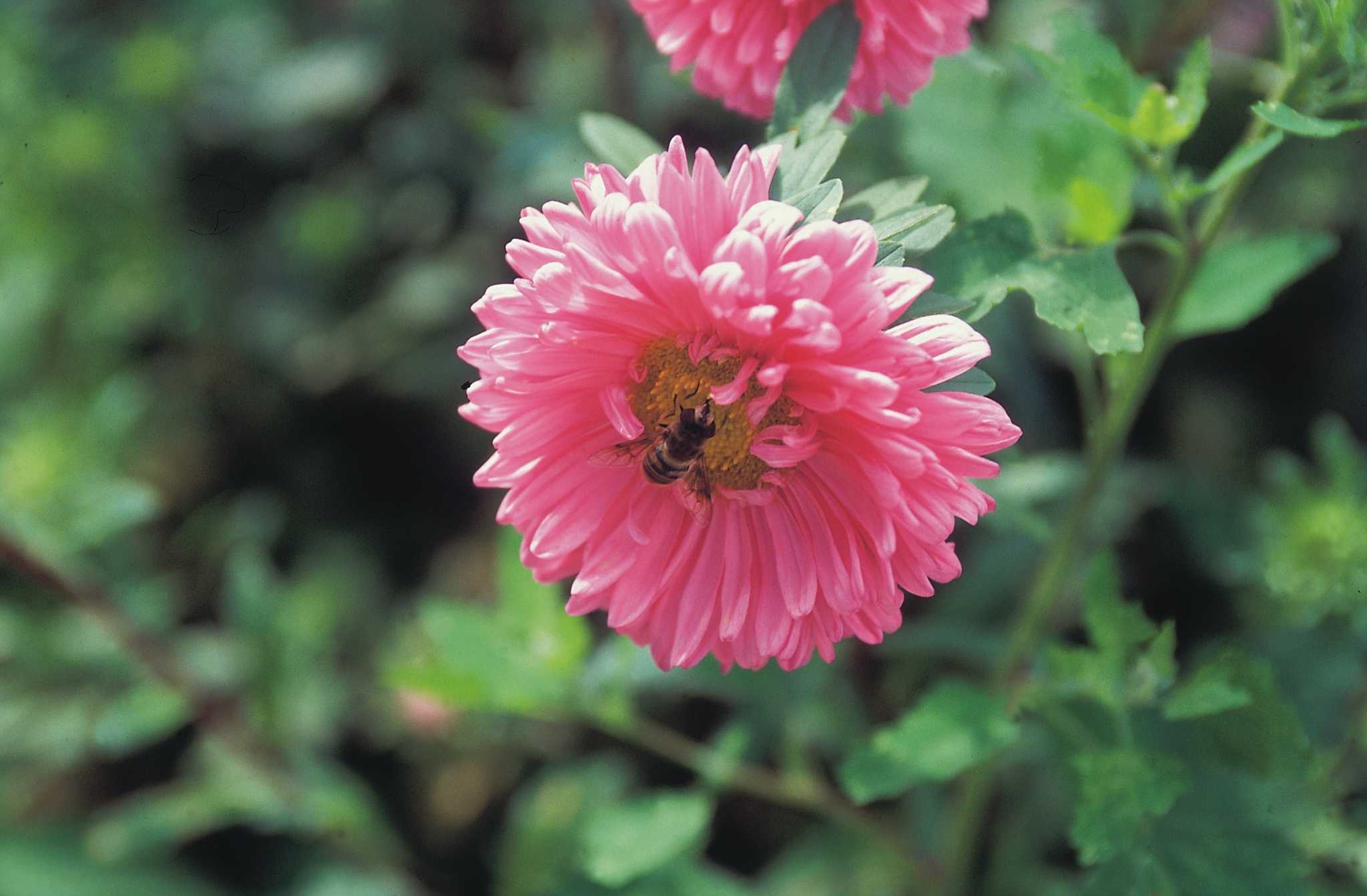How to Kill Bugs & Diseases That Affect Dahlias