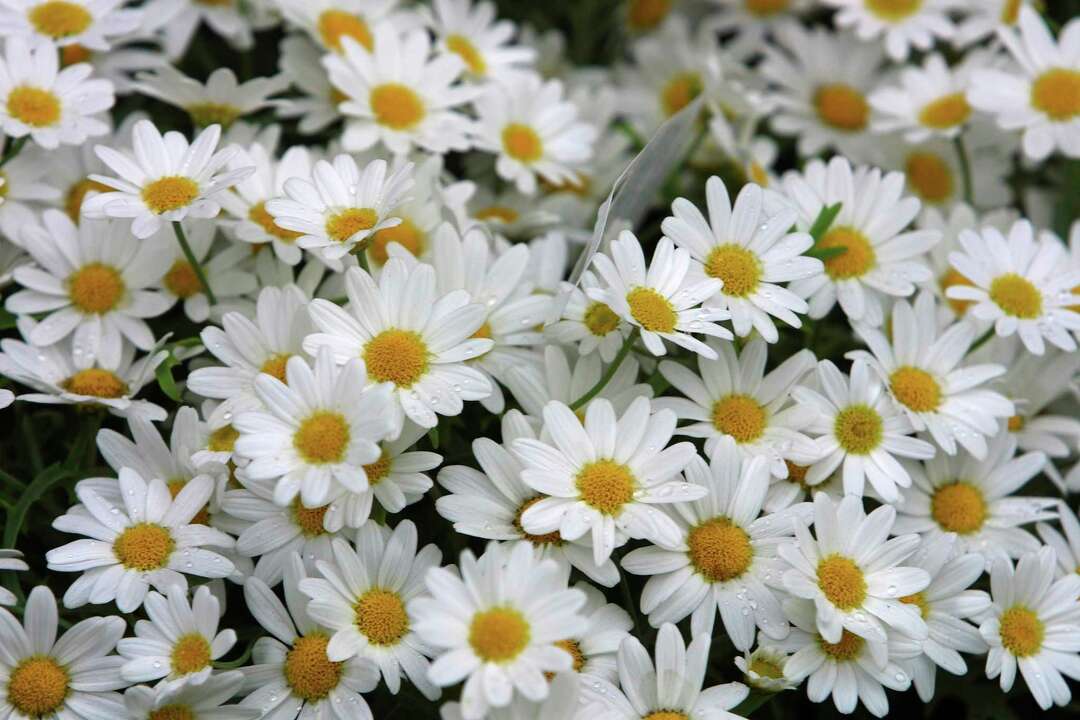 How to Split Daisies