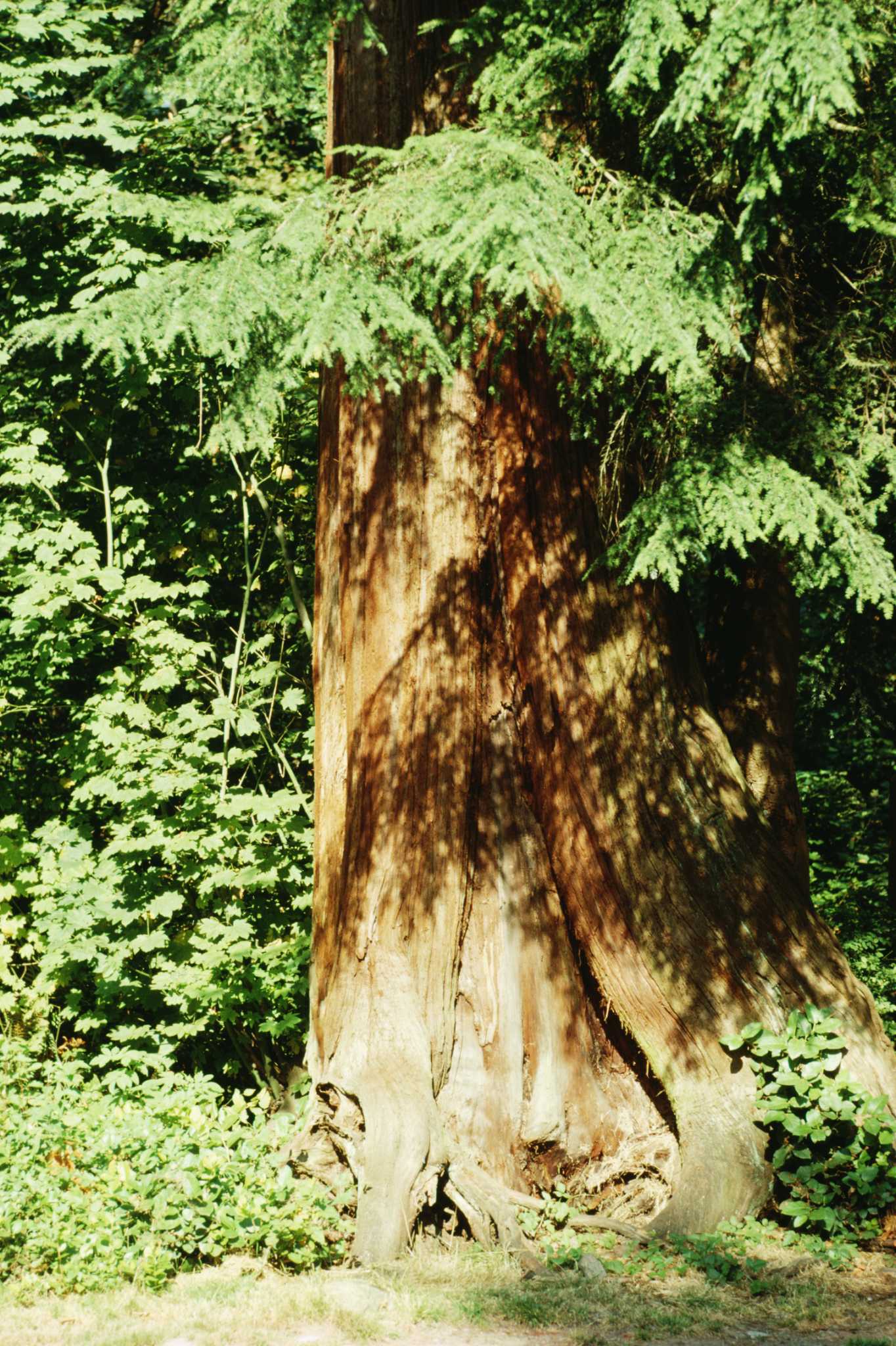 Can you kill a tree by removing a ring of bark? - Quora