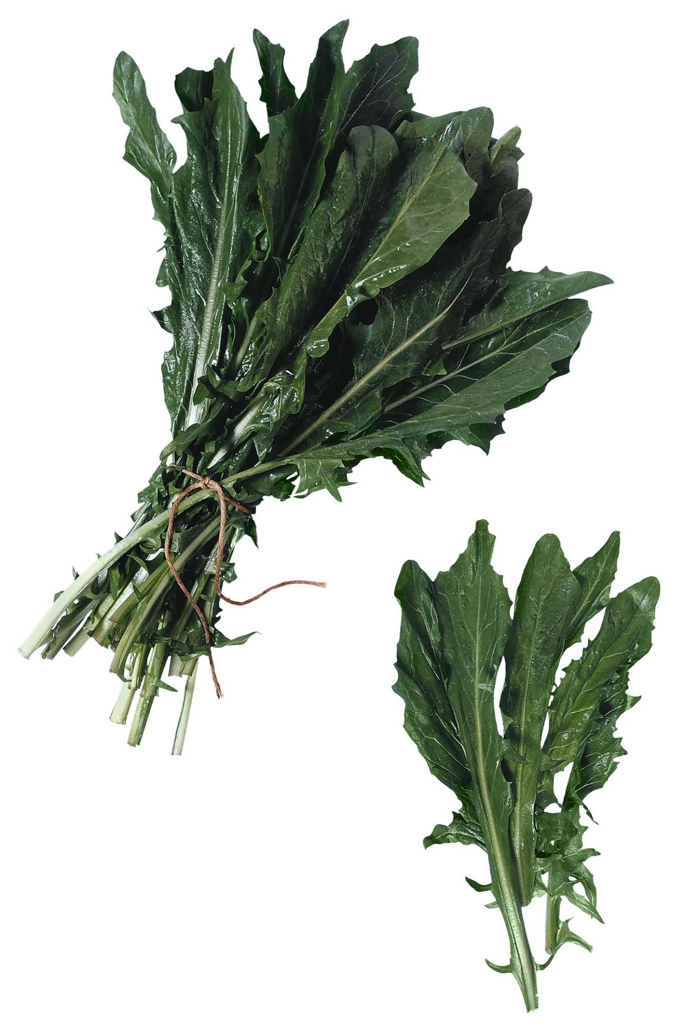 Are Dandelions Annuals or Perennials?