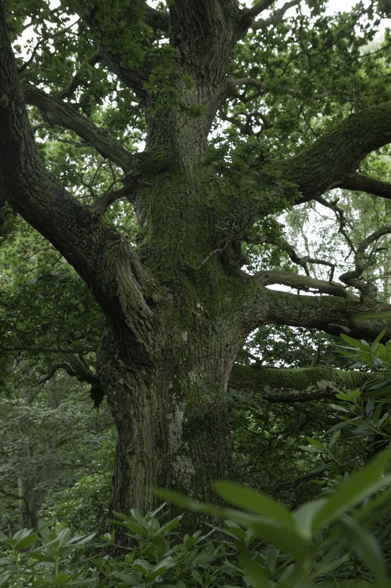 An Oak Tree With Flat Worms Under the Bark