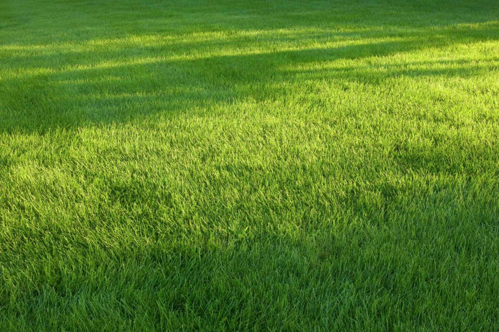 What Is the Difference Between El Toro Zoysia \u0026 Zenith Zoysia?, image size:1920x1280