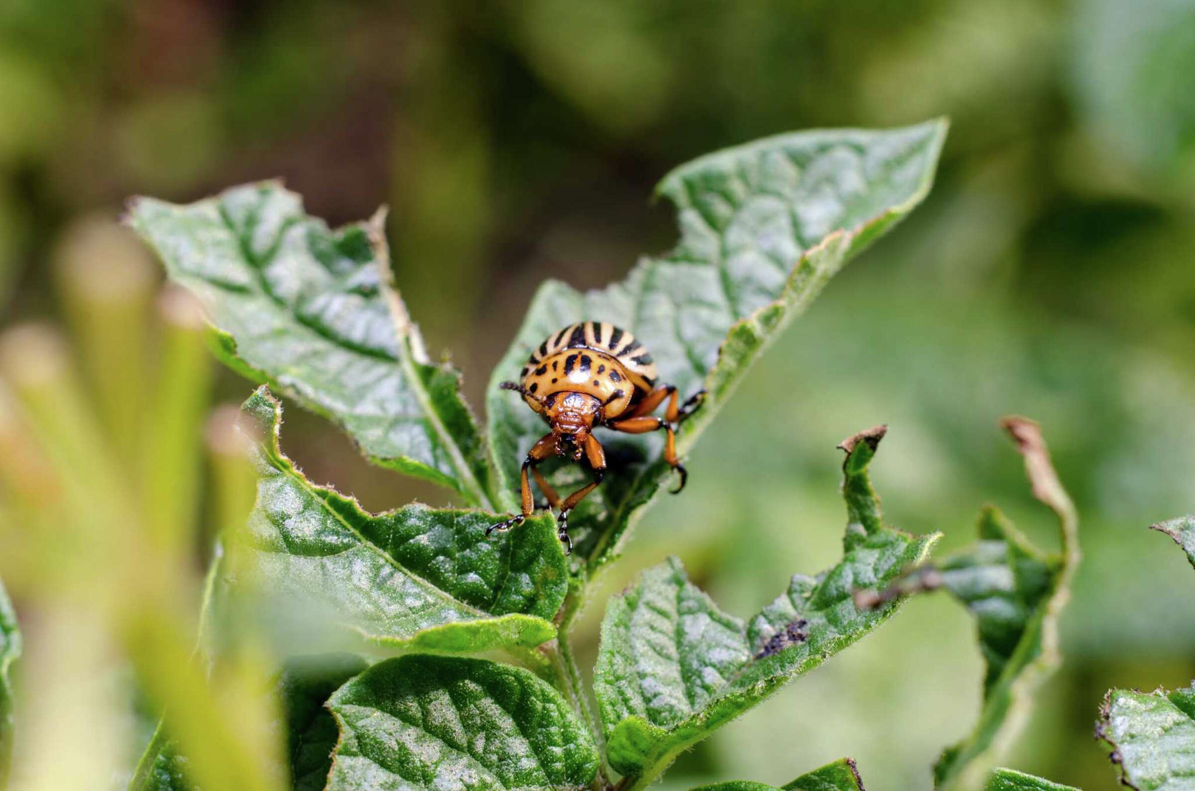 Dawn Dish Soap Insecticide Recipe Will Help Repel Garden Pests