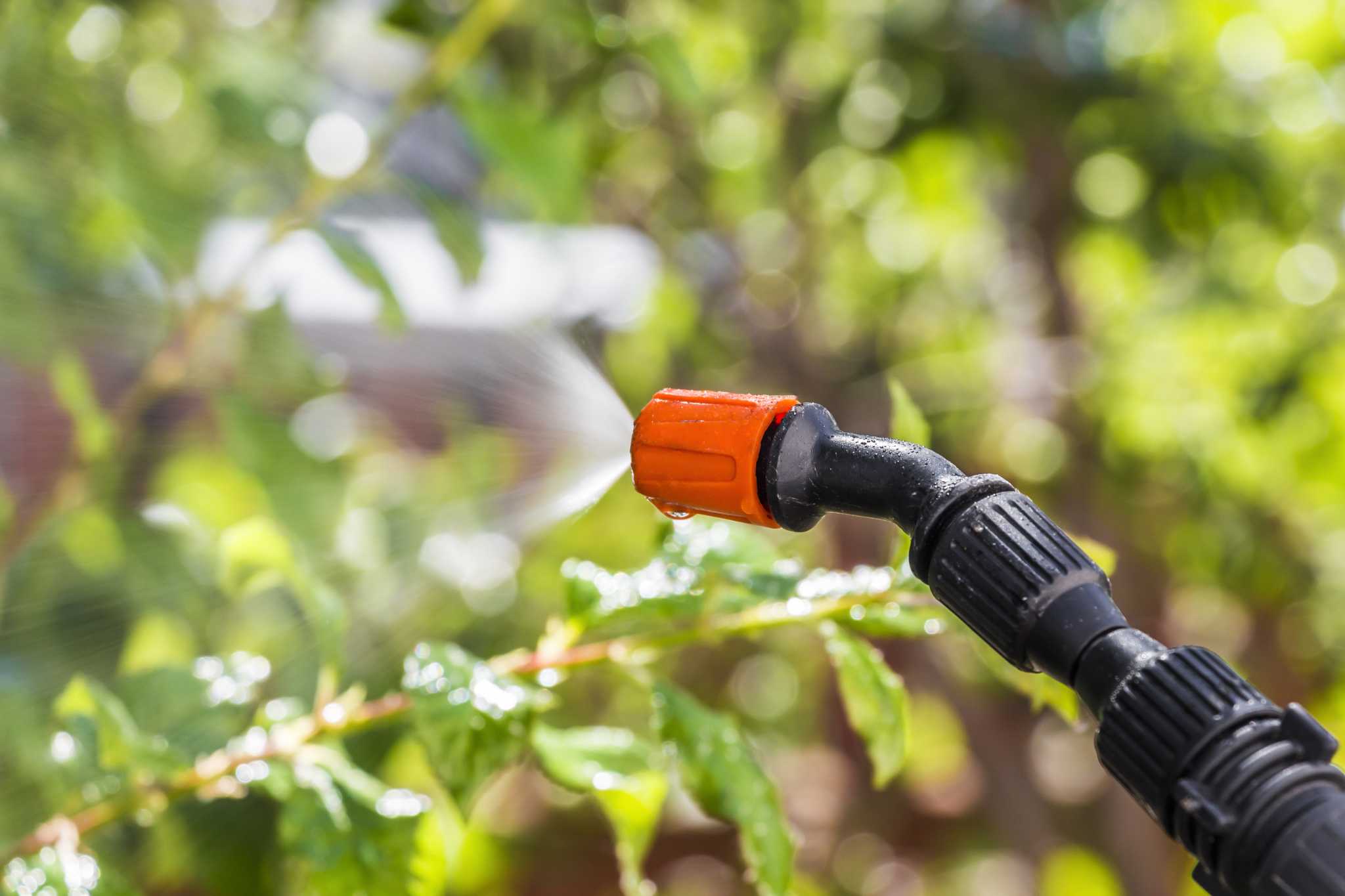 Does Dawn Dish Soap Kill Bugs in Your Garden?