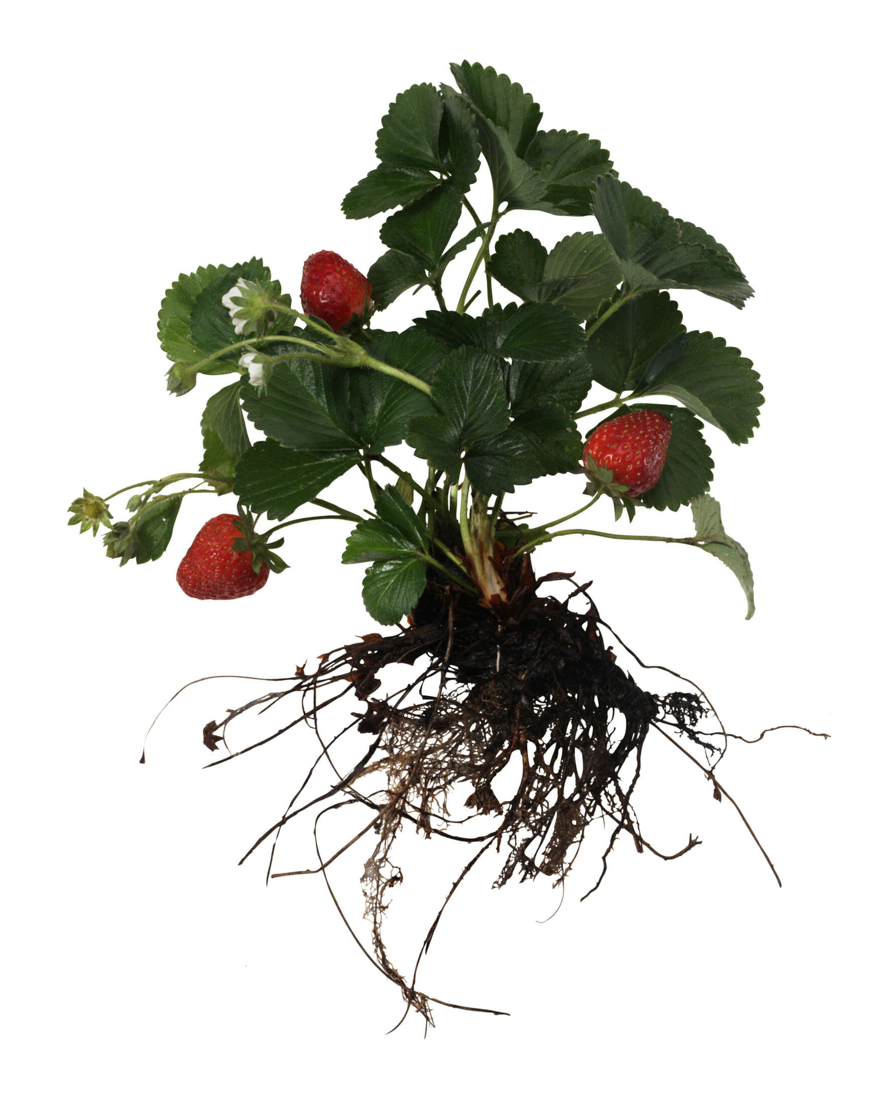 Growing JuneBearing Strawberries in a Container