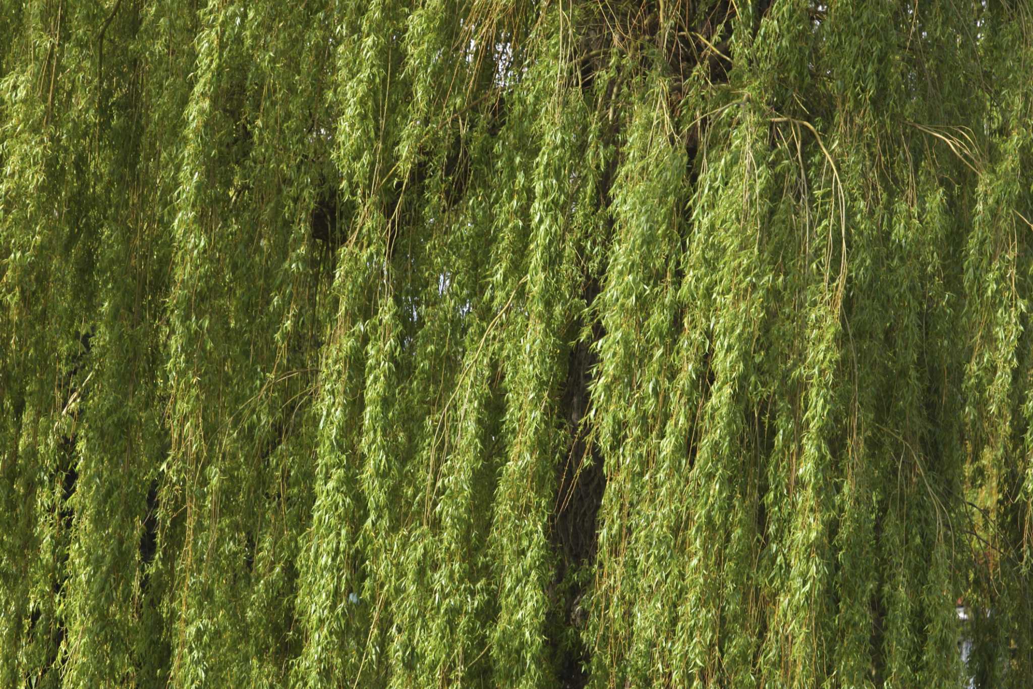 Wisconsin Weeping Willow (Salix x pendulina 'Wisconsin') in
