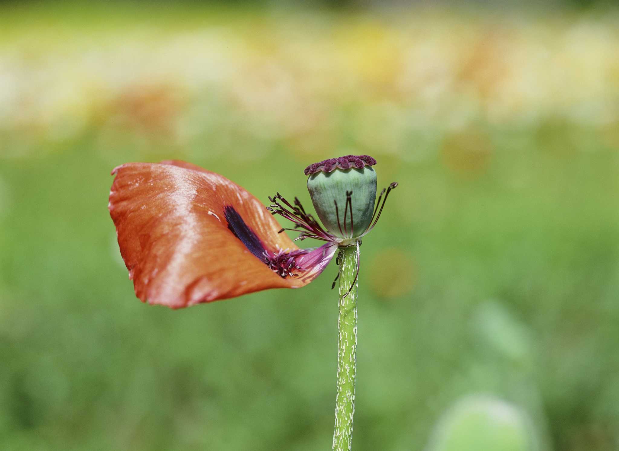 What to Do With Dead Flowers?