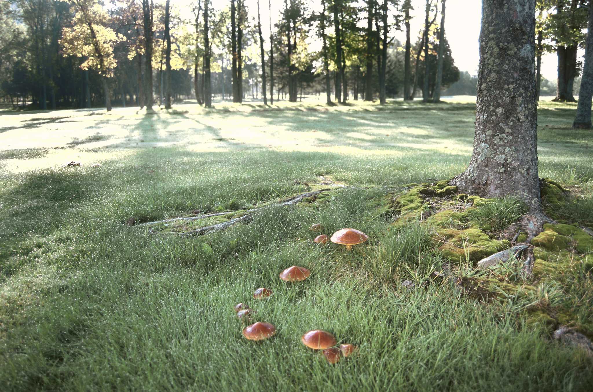 Puffballs ate my mulch :Cornell Mushroom Blog