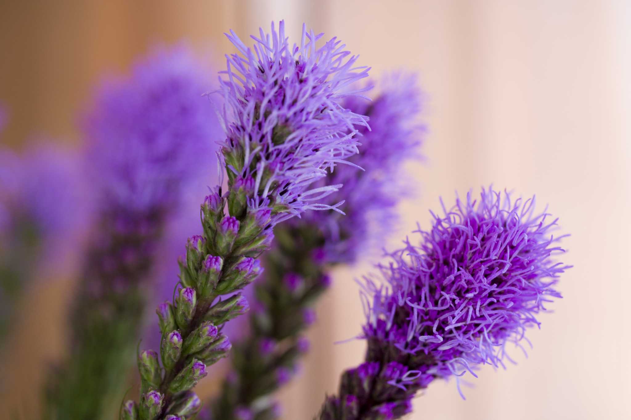 Do You Deadhead Blazing Star Plants?