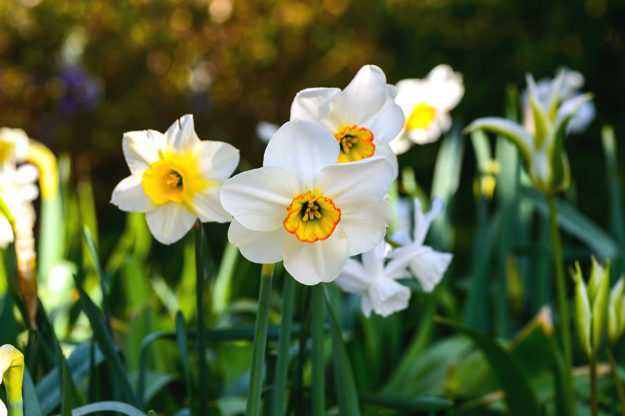 How to Deadhead Daffodils