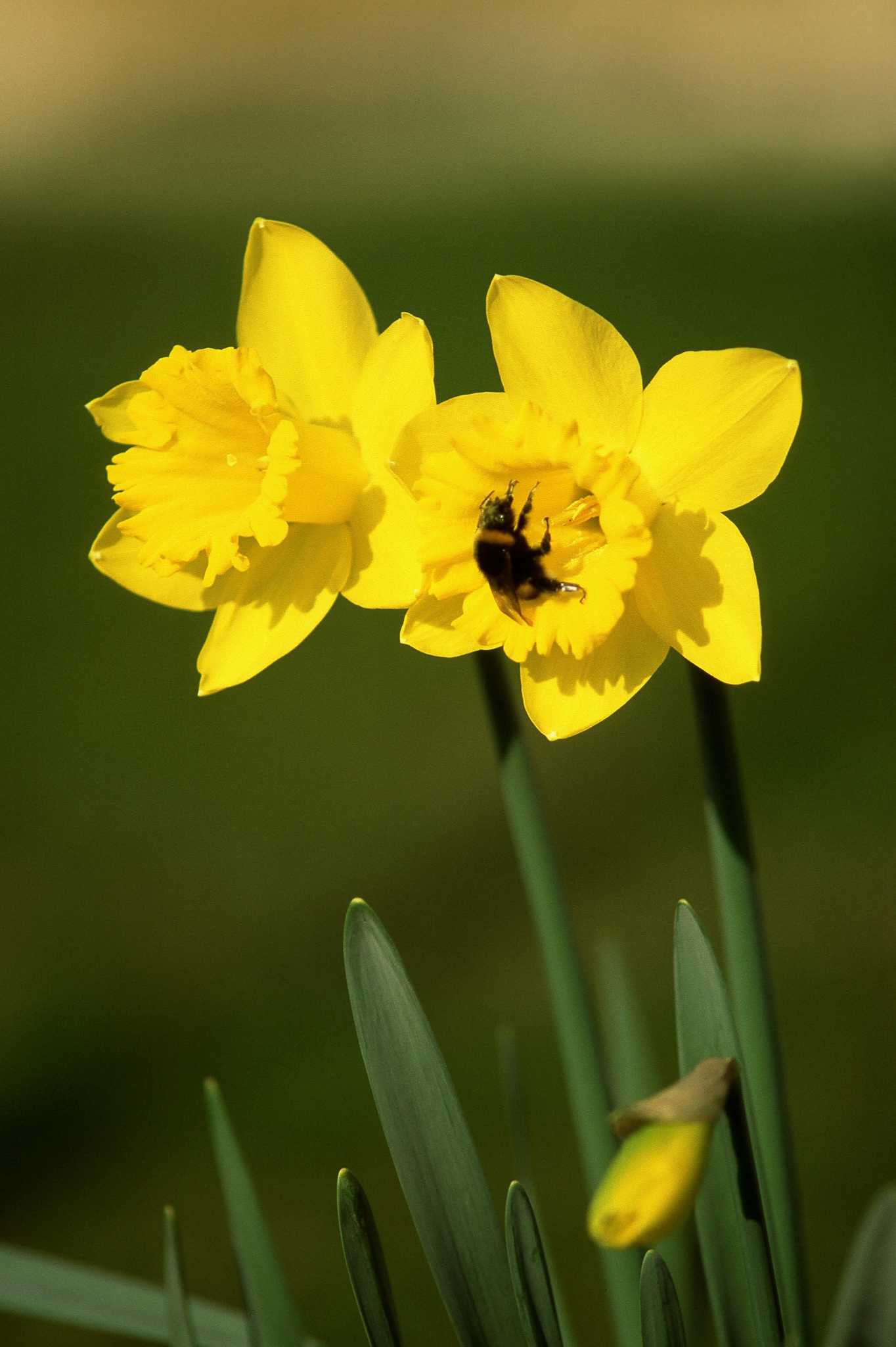 How to Deadhead Daffodils & Lilies