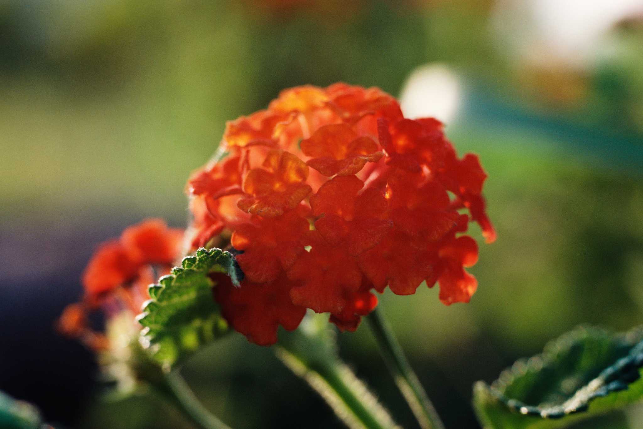 How to Deadhead Lantana