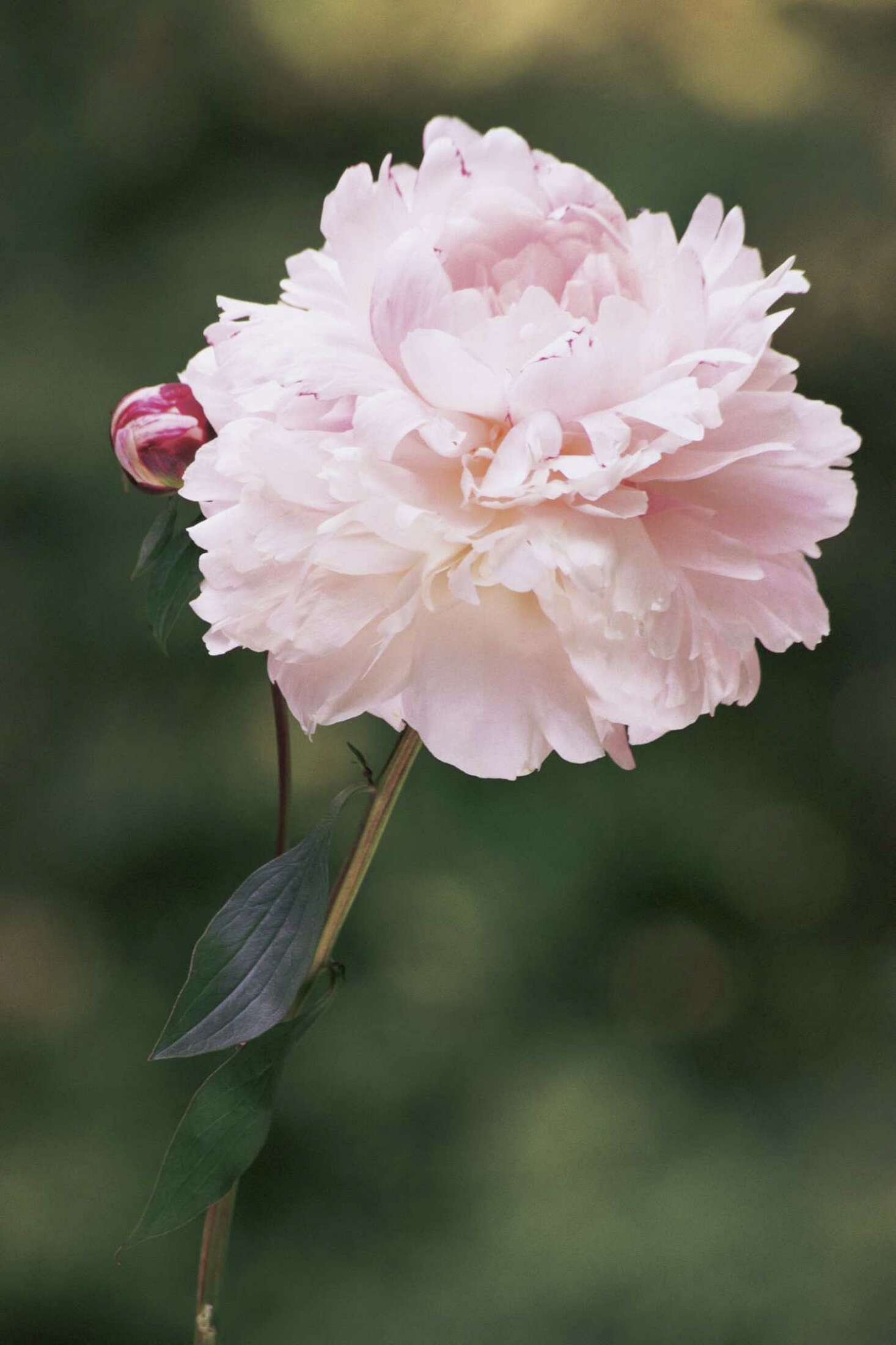 How to Dig Up Peony Plants to Move
