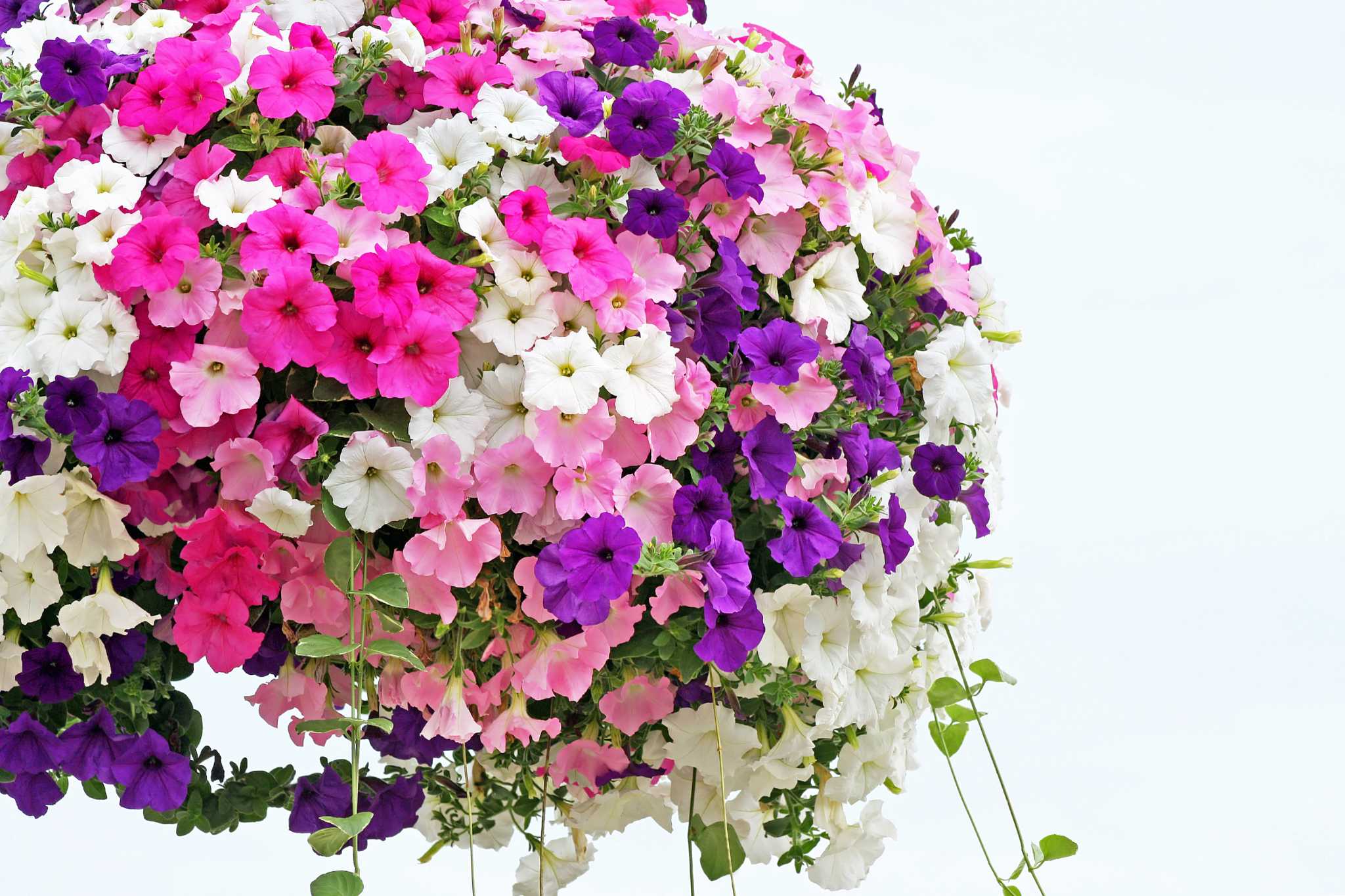 How to Deadhead Petunia Flowers