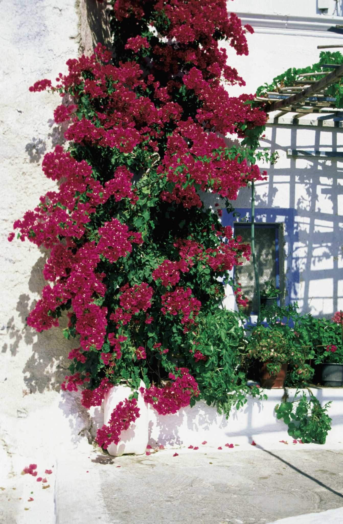 How to Train Bougainvillea to Go Over Pergola