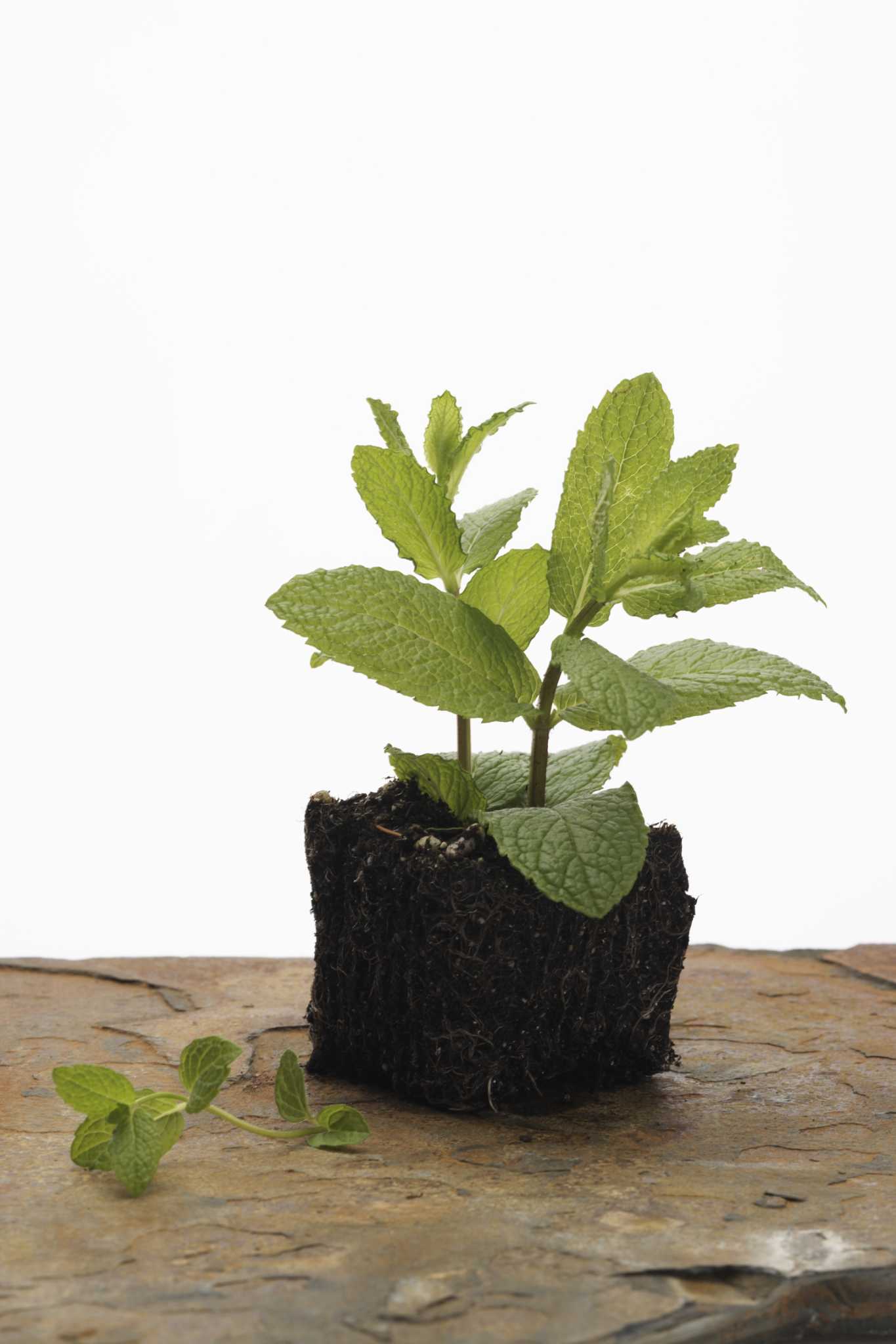 Do Minerals Give You Energy?