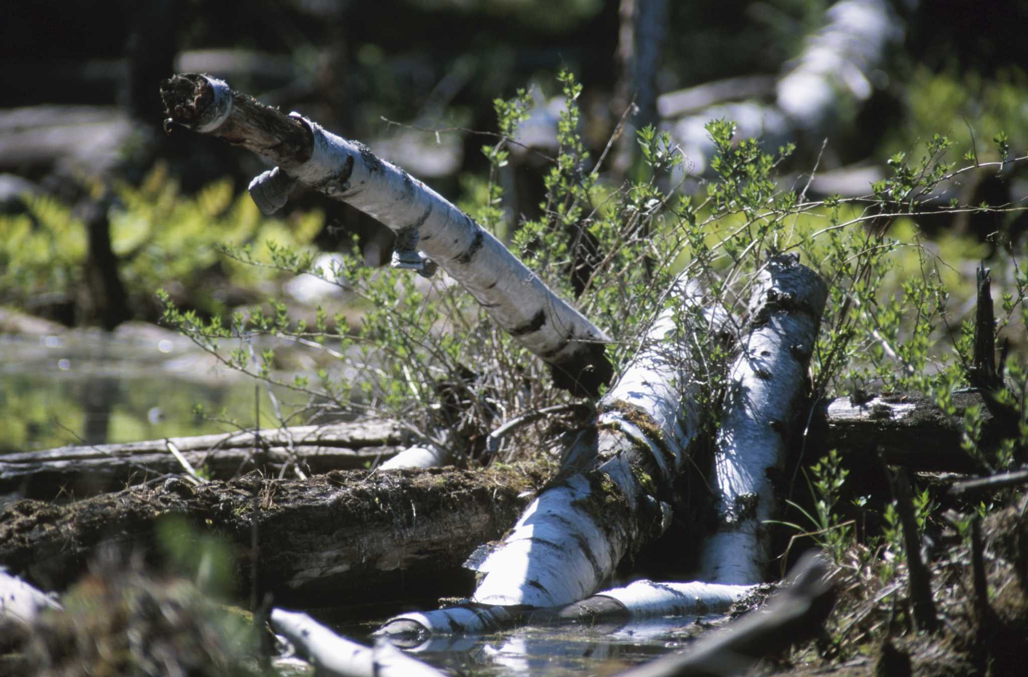 How to Decorate With Birch Tree Limbs