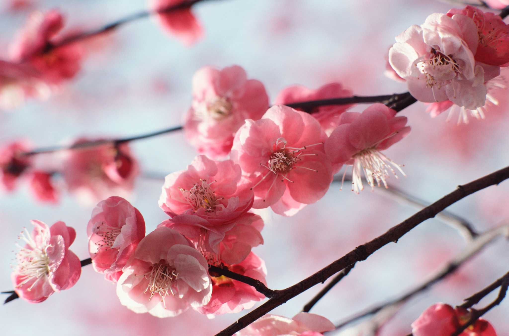 how-to-decorate-a-living-room-with-cherry-blossoms