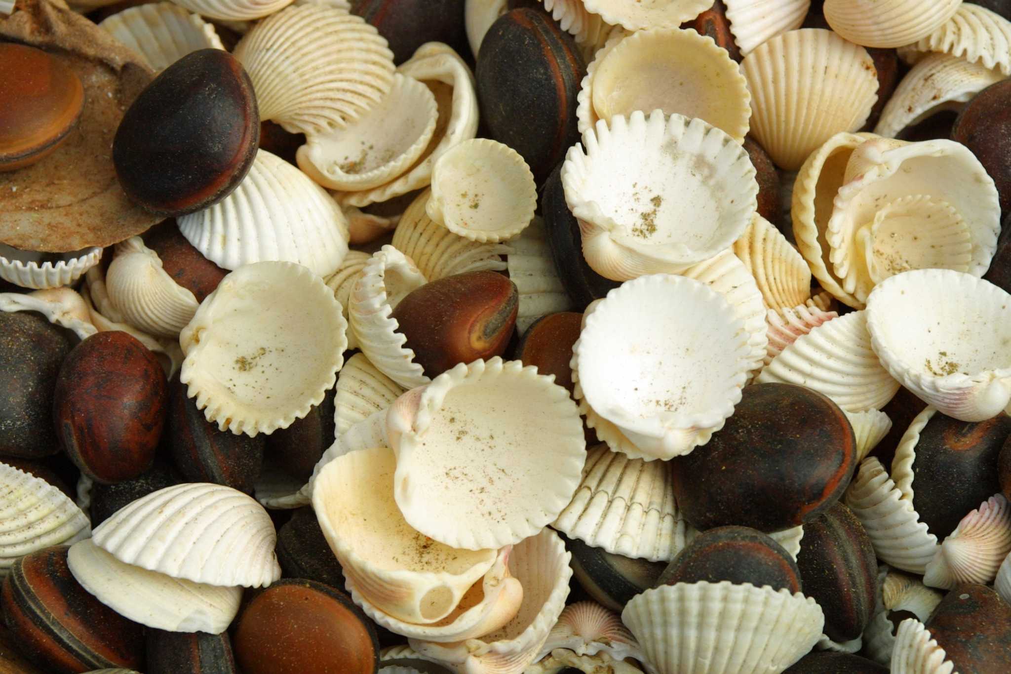 Scallop Sea Shell Terra Cotta Pots