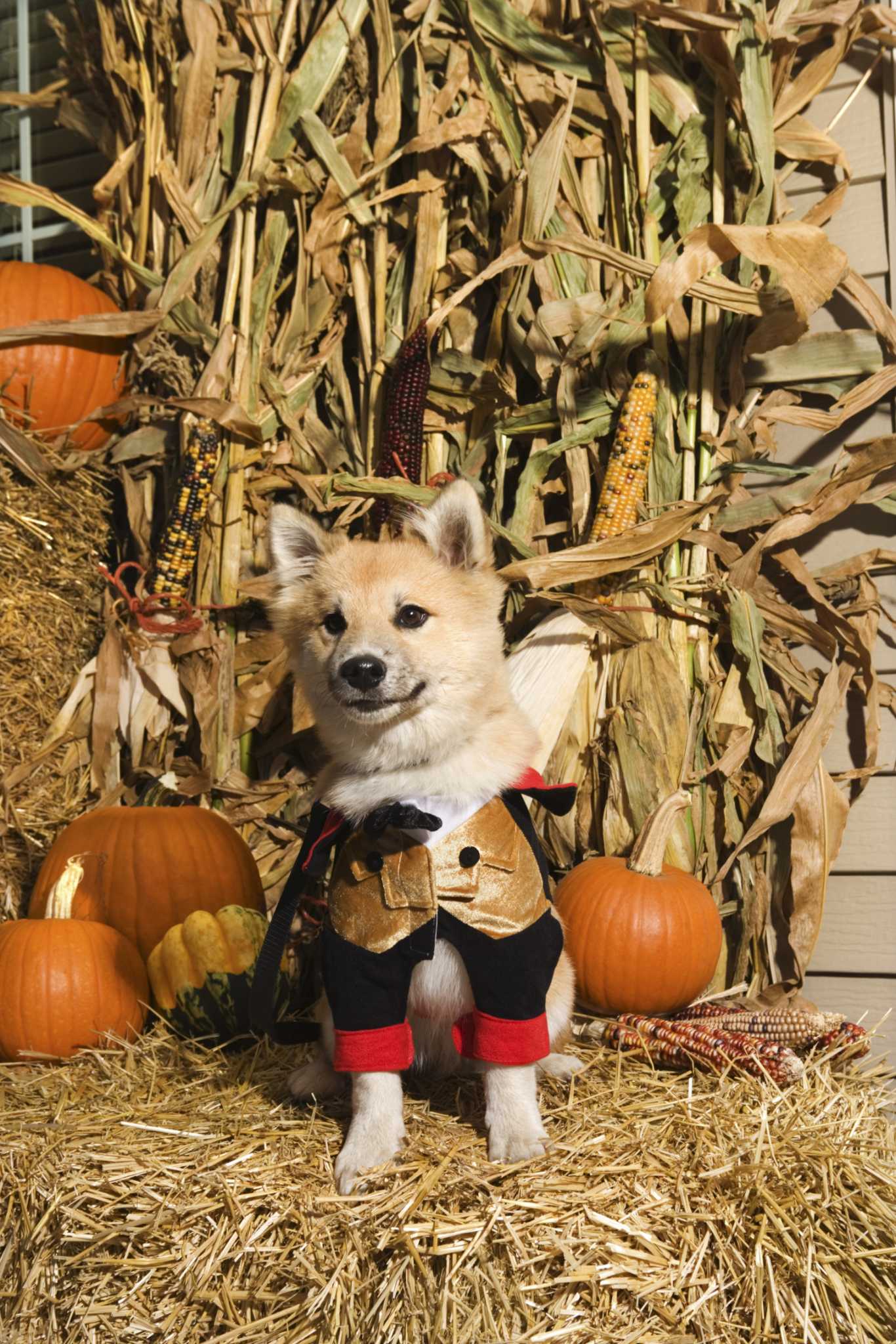 Are Decorative Gourds Poisonous To Dogs are-decorative-gourds-poisonous-to-dogs