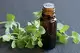 Oil of Oregano Dangers & Benefits A bottle of oregano essential oil with fresh oregano leaves on a dark background