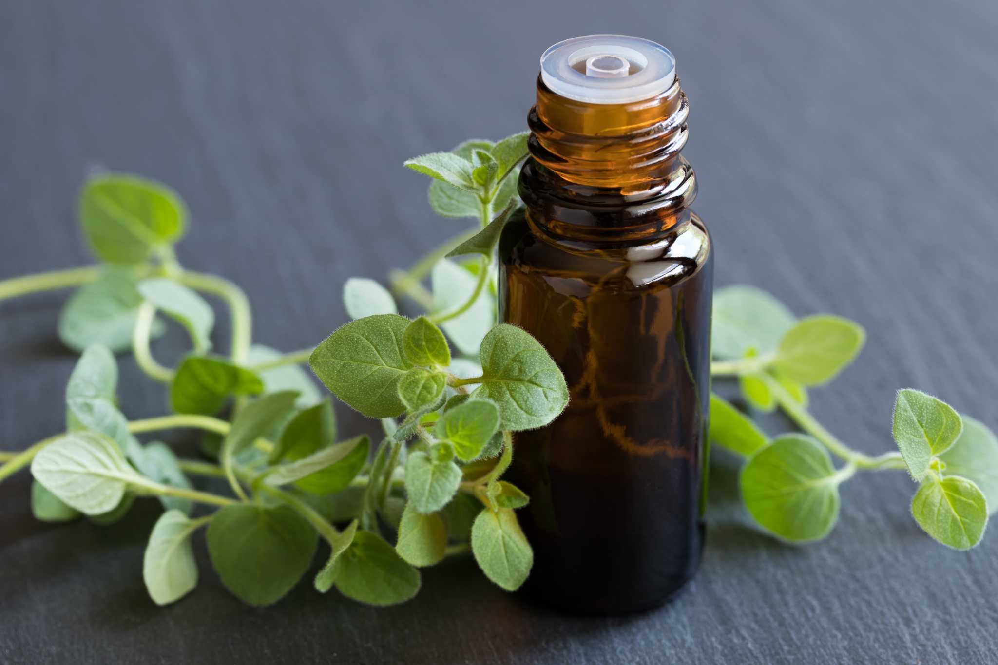 Oil of Oregano Dangers & Benefits