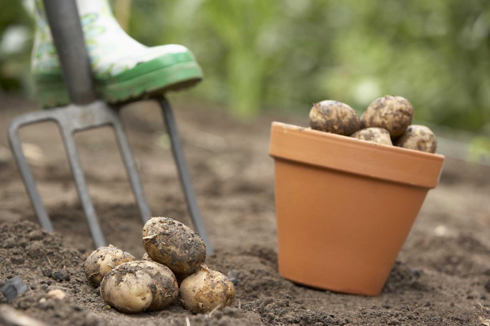 how-to-apply-fungicide-to-potatoes