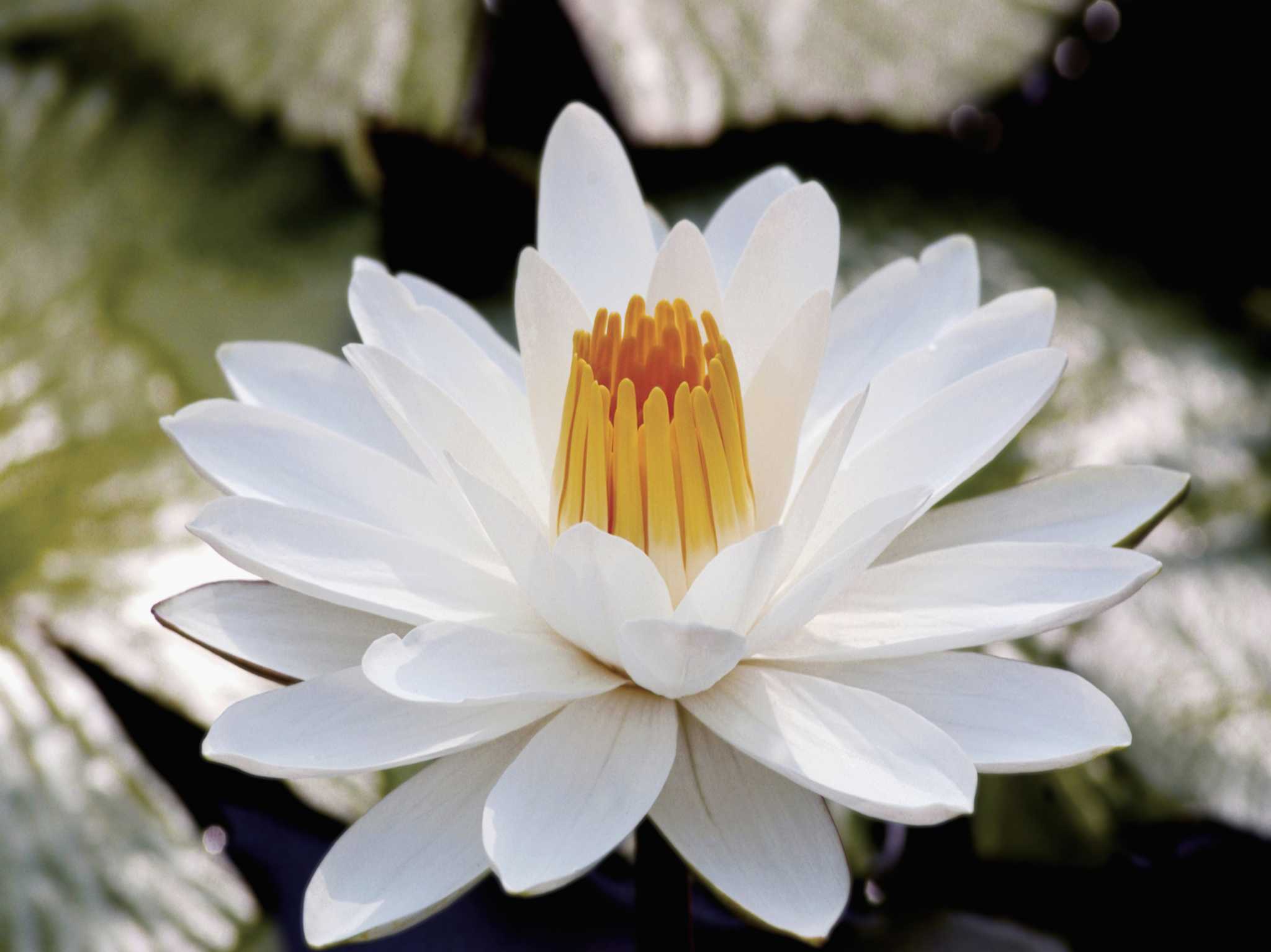 How Deep Do You Plant Water Lilies?