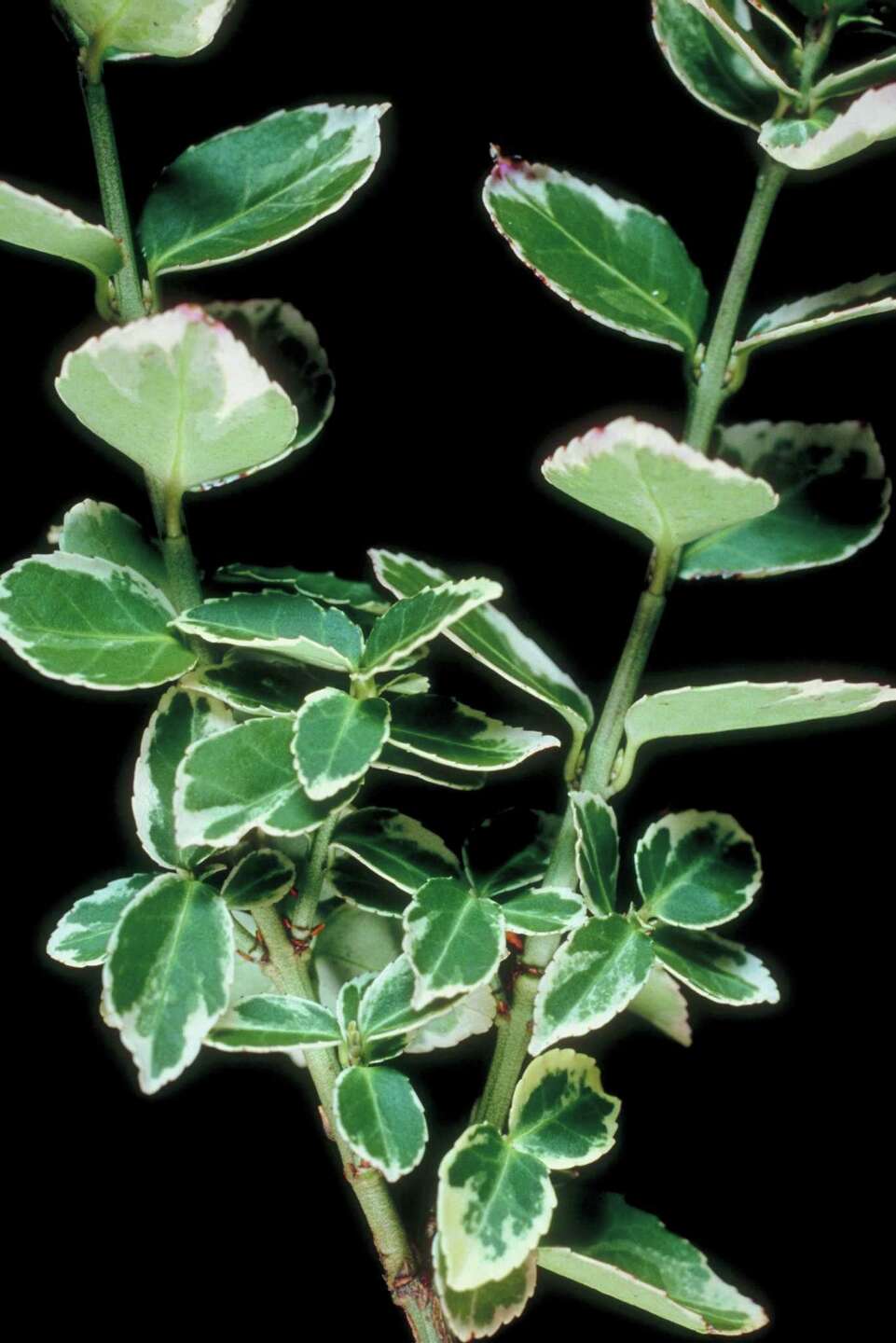 How Far Back Can You Prune Variegated Pittosporum?