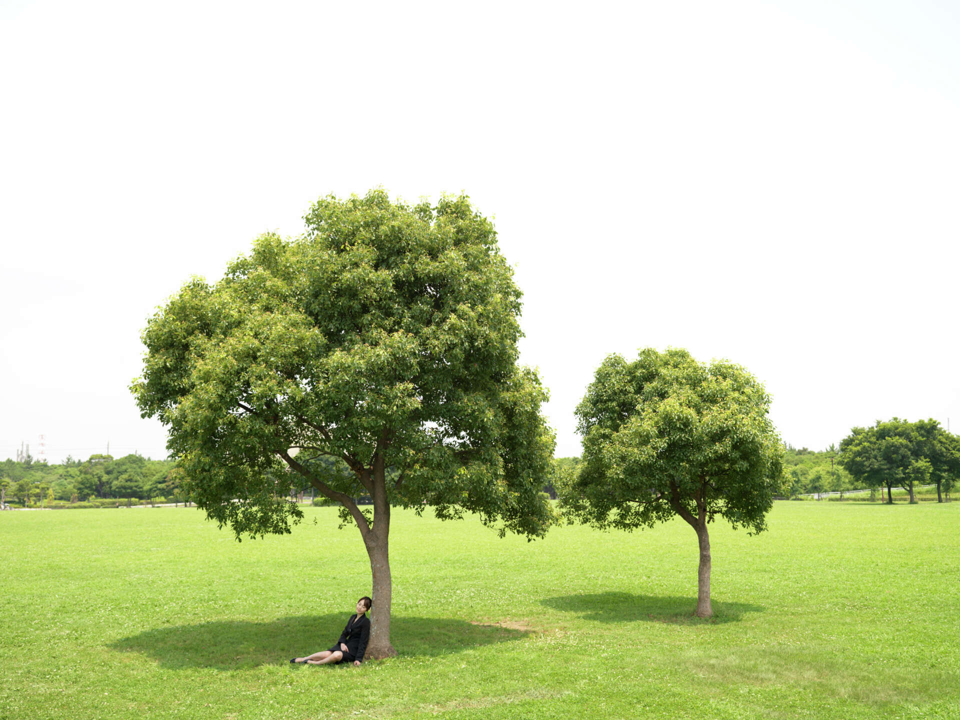 How to Put a Pipe Around Young Trees for Winter