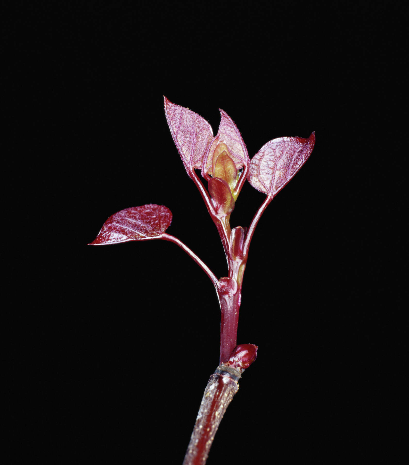 Rust on Redbud Leaves