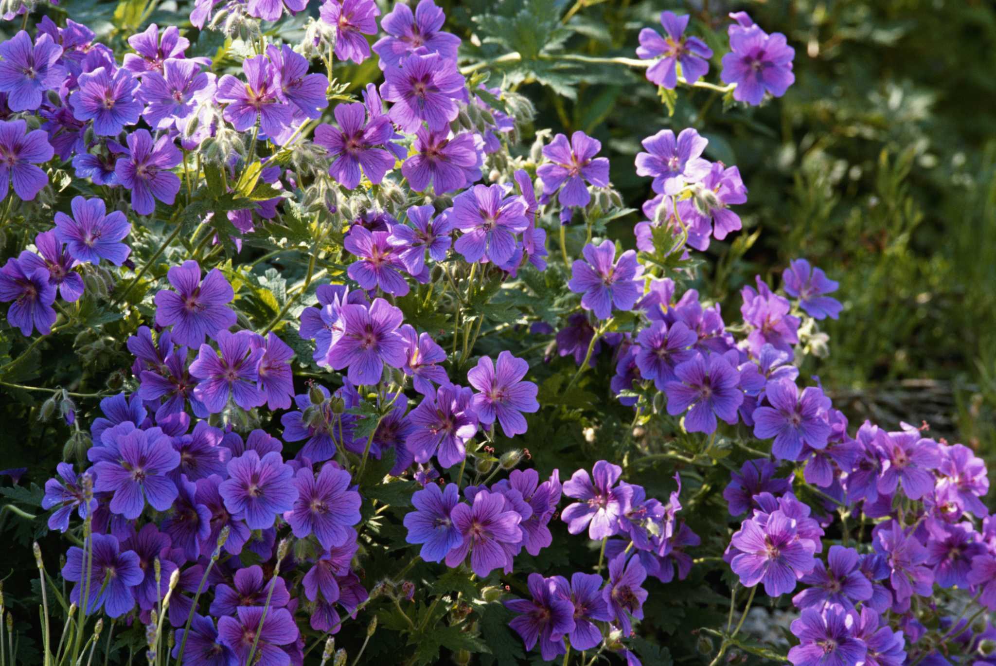 Examples of Flowers With a Superior Ovary